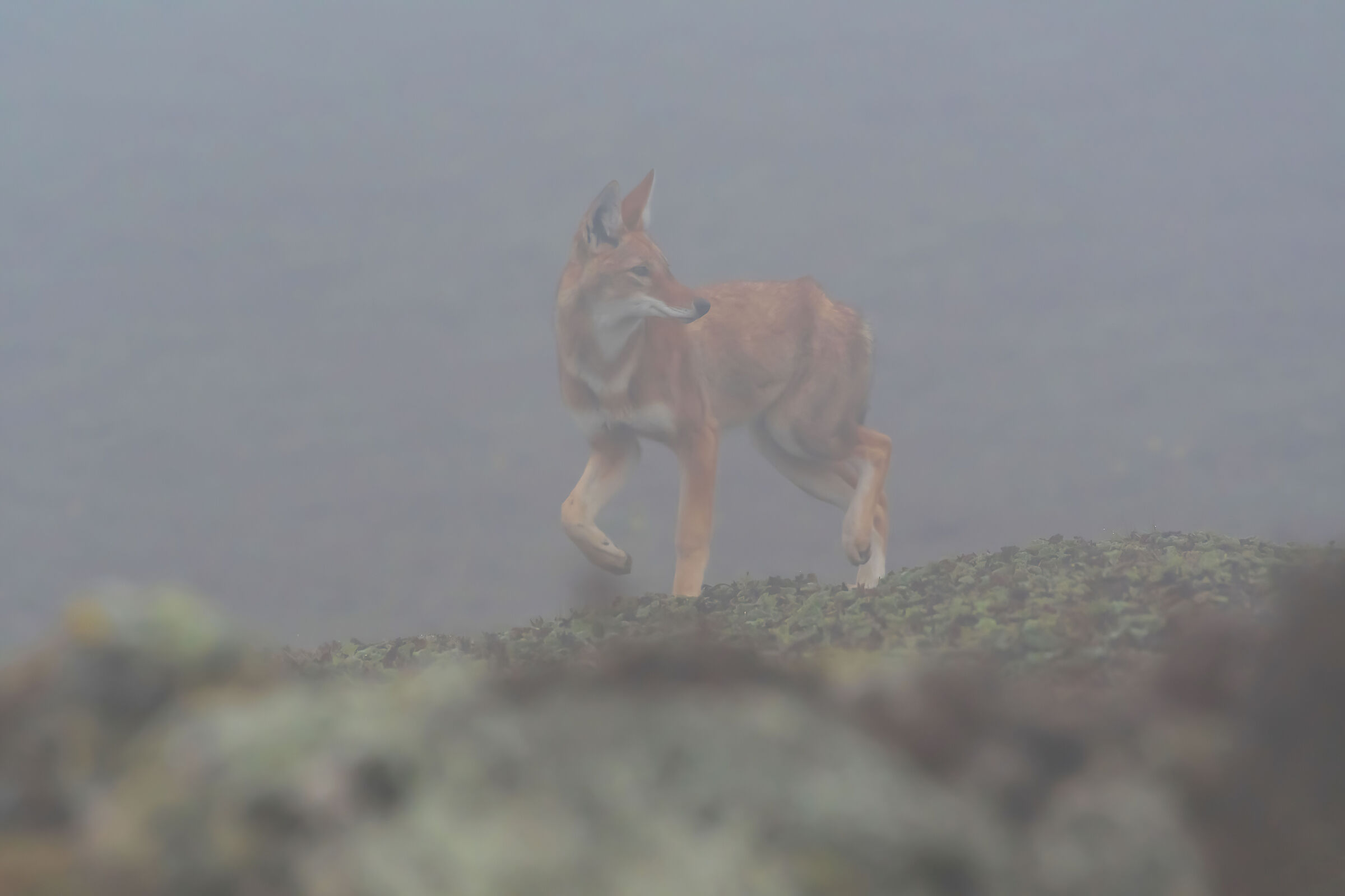 Lupo etiope (Canis simiensis) nella nebbia, Simien Wolf
