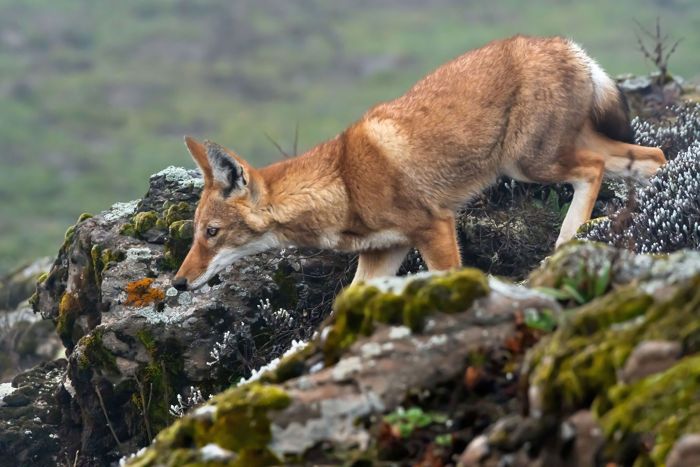Lupo etiope (Canis simiensis), Simien Wolf