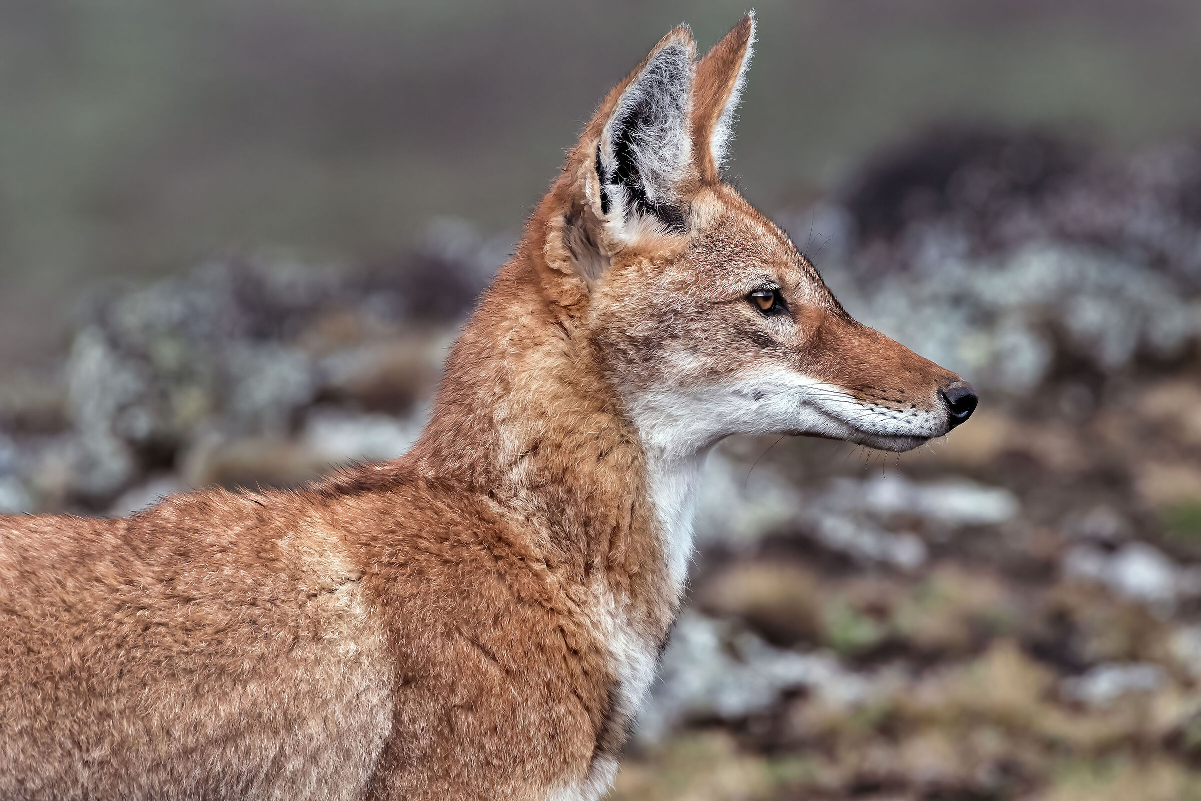 Lupo etiope (Canis simiensis), Simien Wolf
