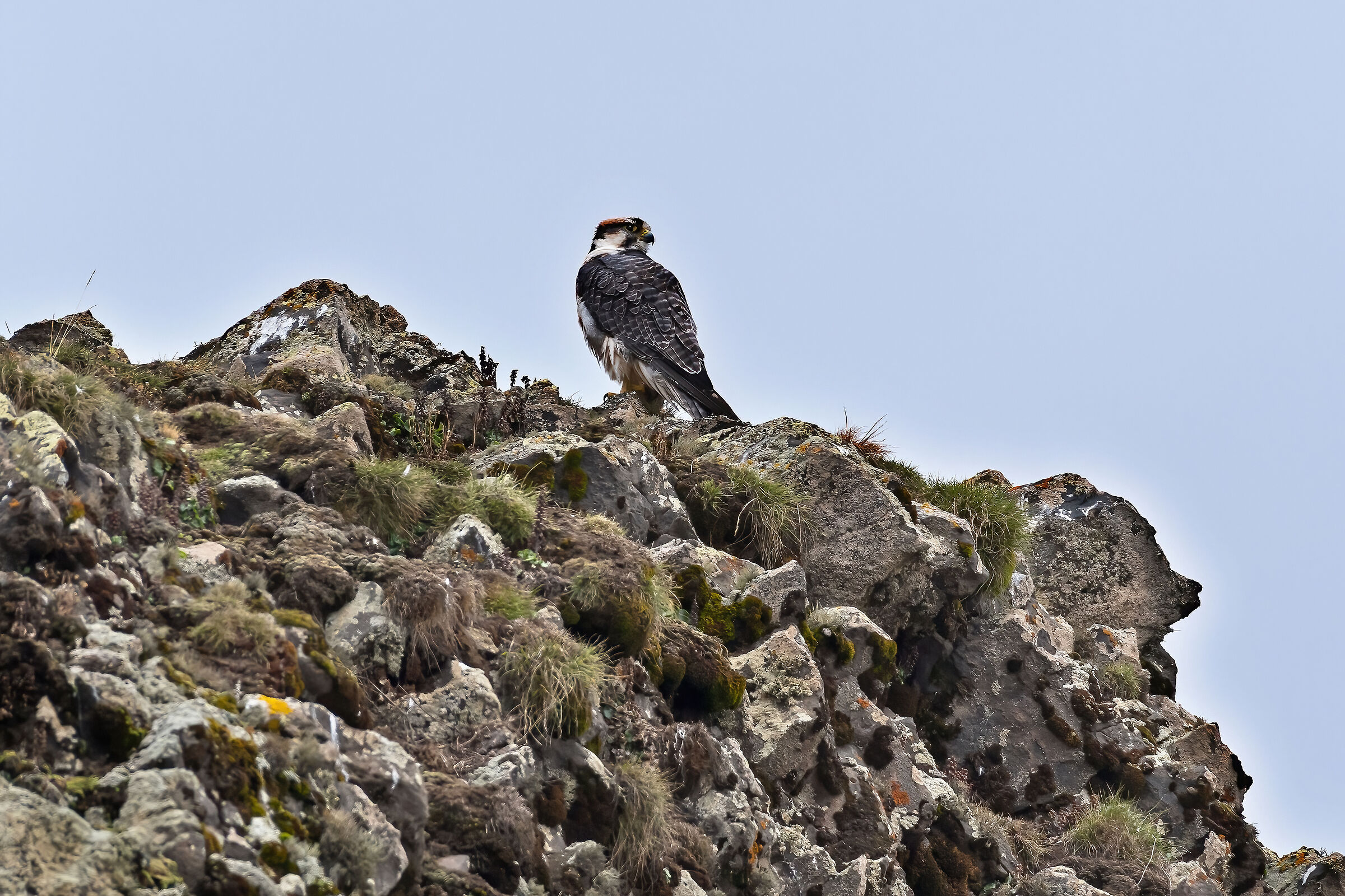Falco lanario (Falco biarmicus)