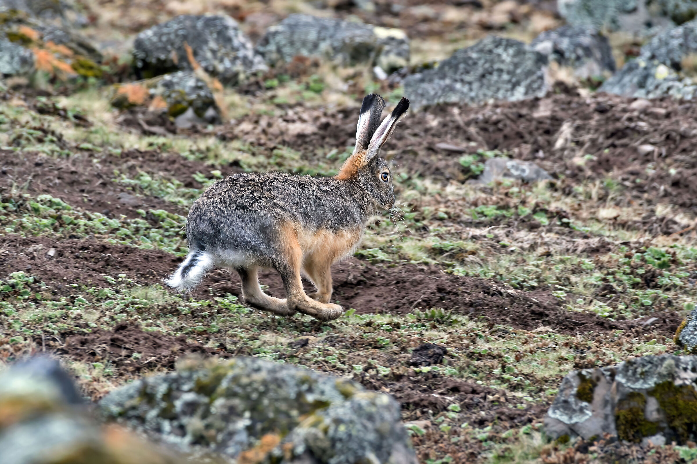 Lepre di Stark (Lepus starki)