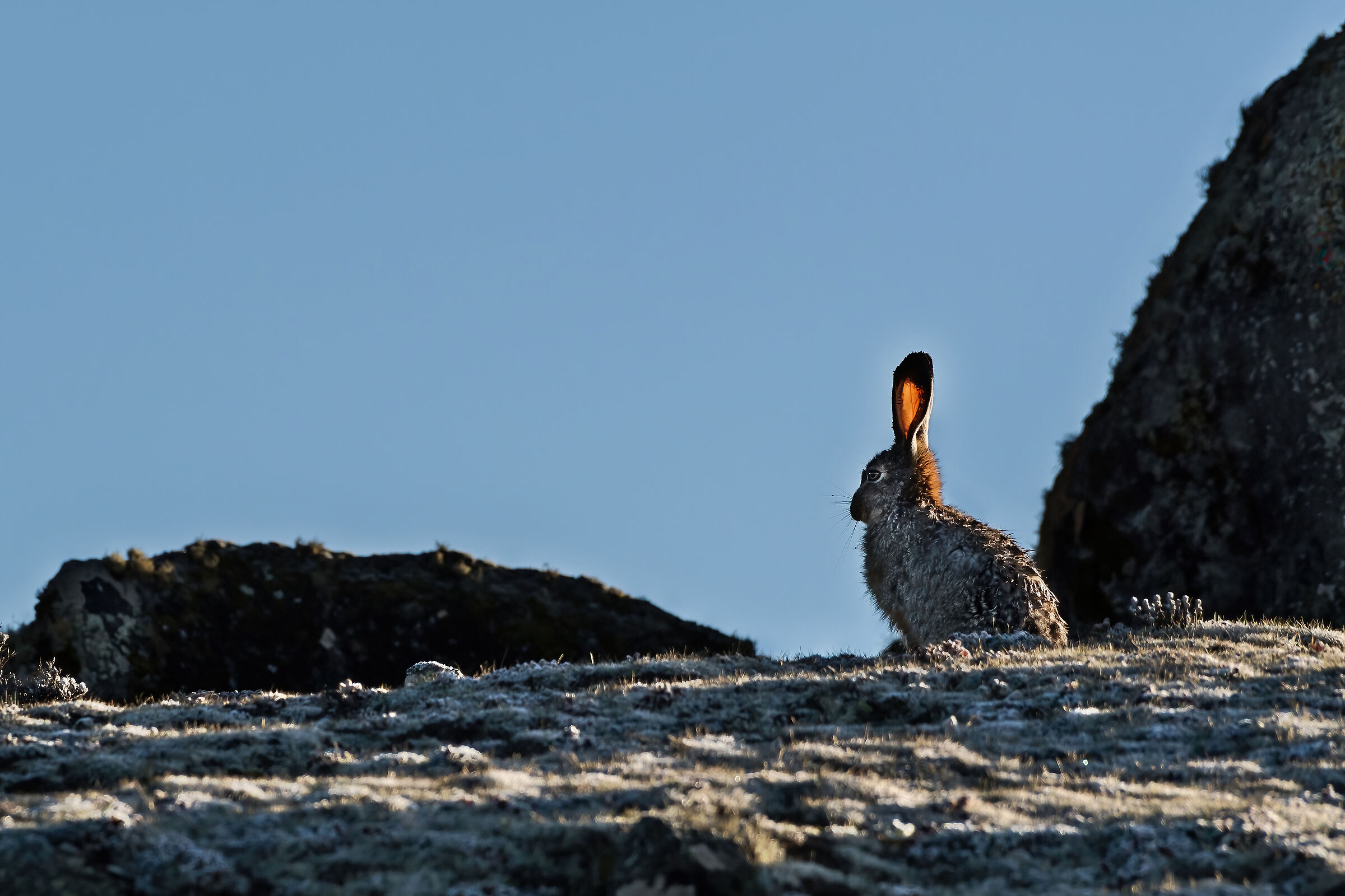 Lepre di Stark (Lepus starki)