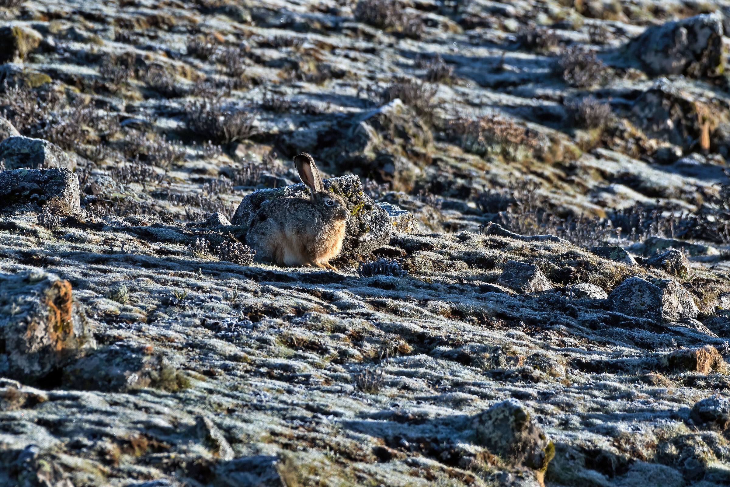 Lepre etiope (Lepus starckii), Ethiopian Highland Hare