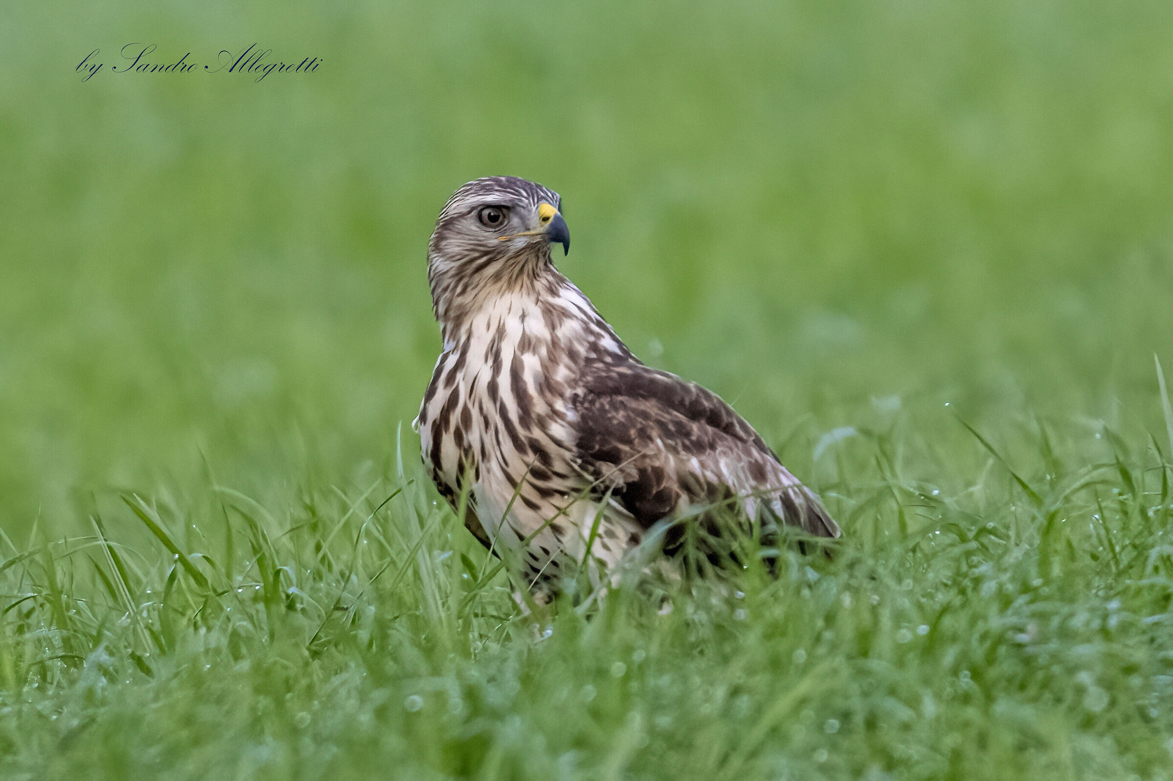 The buzzard (buteo buteo)
