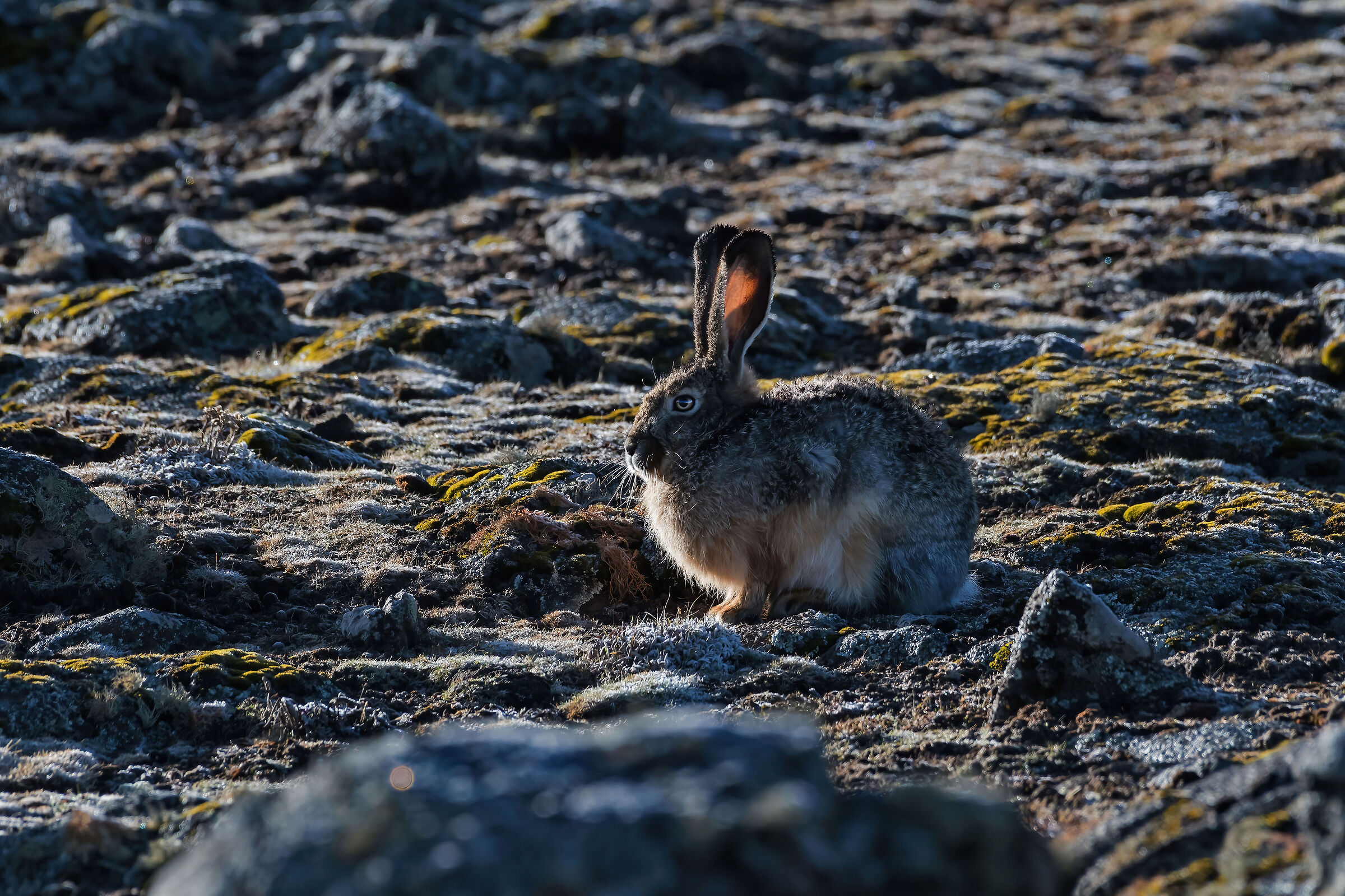 Lepre etiope (Lepus starckii), Ethiopian Highland Hare