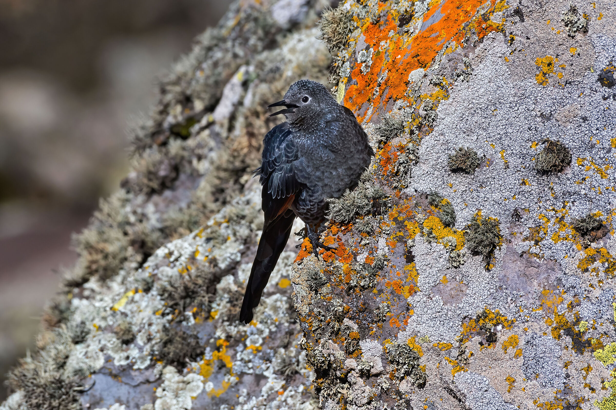 Storno becco-sottile (Onychognathus tenuirostris)