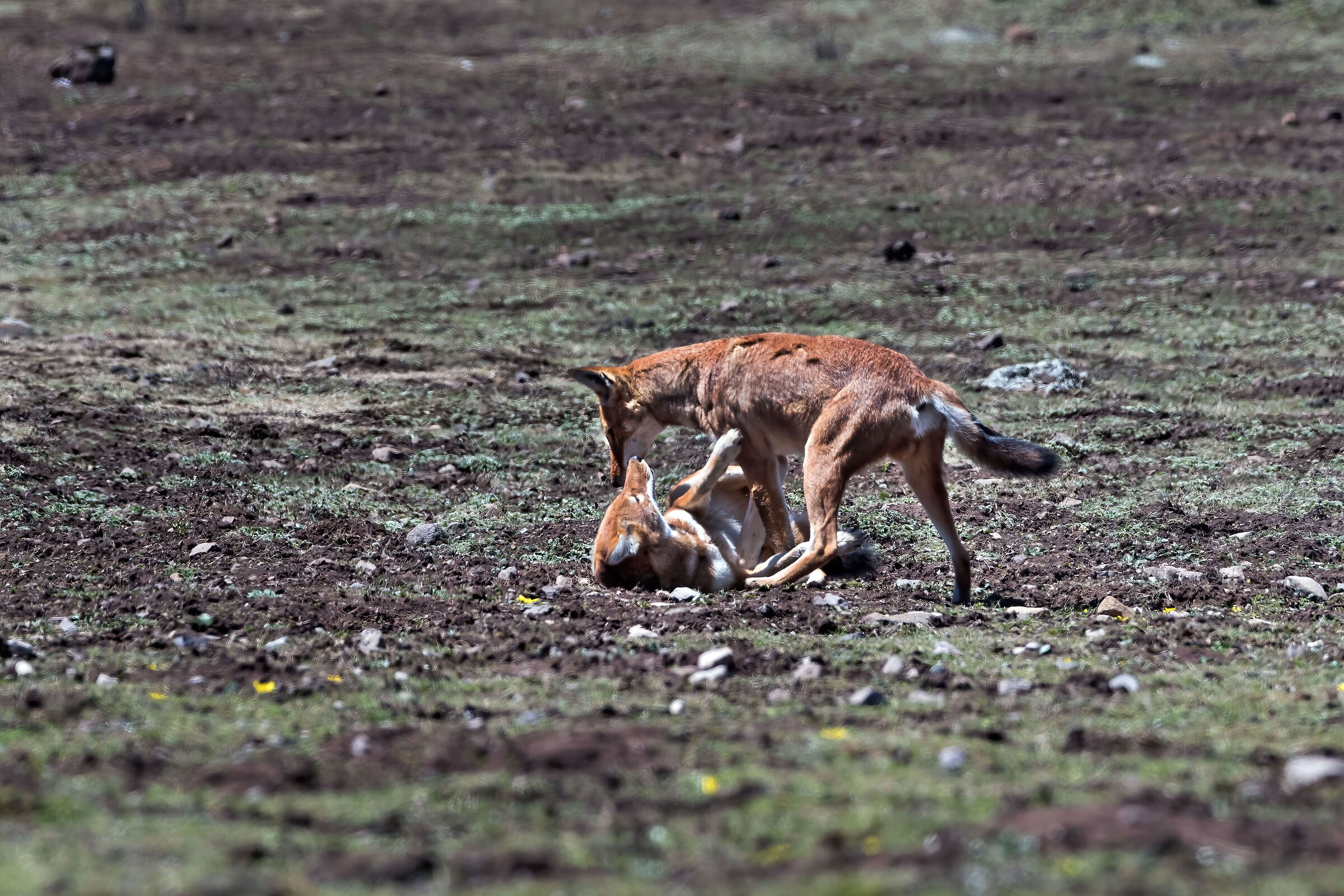Lupi etiopi juv. (Canis simiensis) mentre giocano