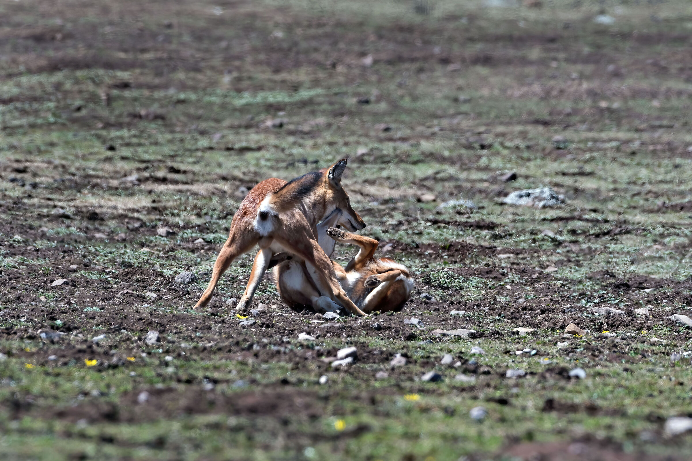 Lupi etiopi (Canis simiensis) juv., Simien Wolves