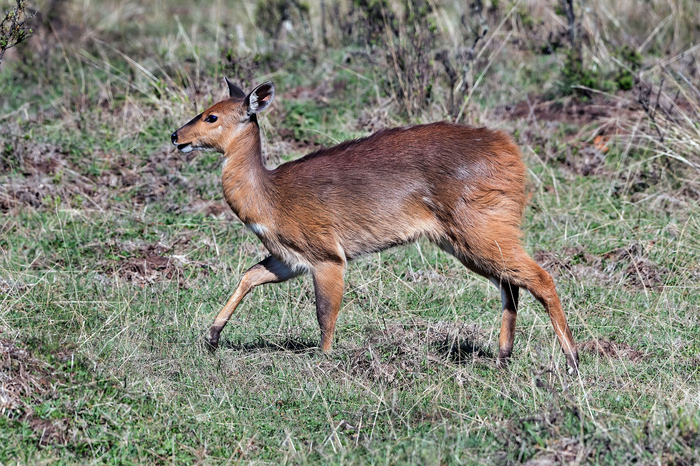 Tragelaphus sylvaticus