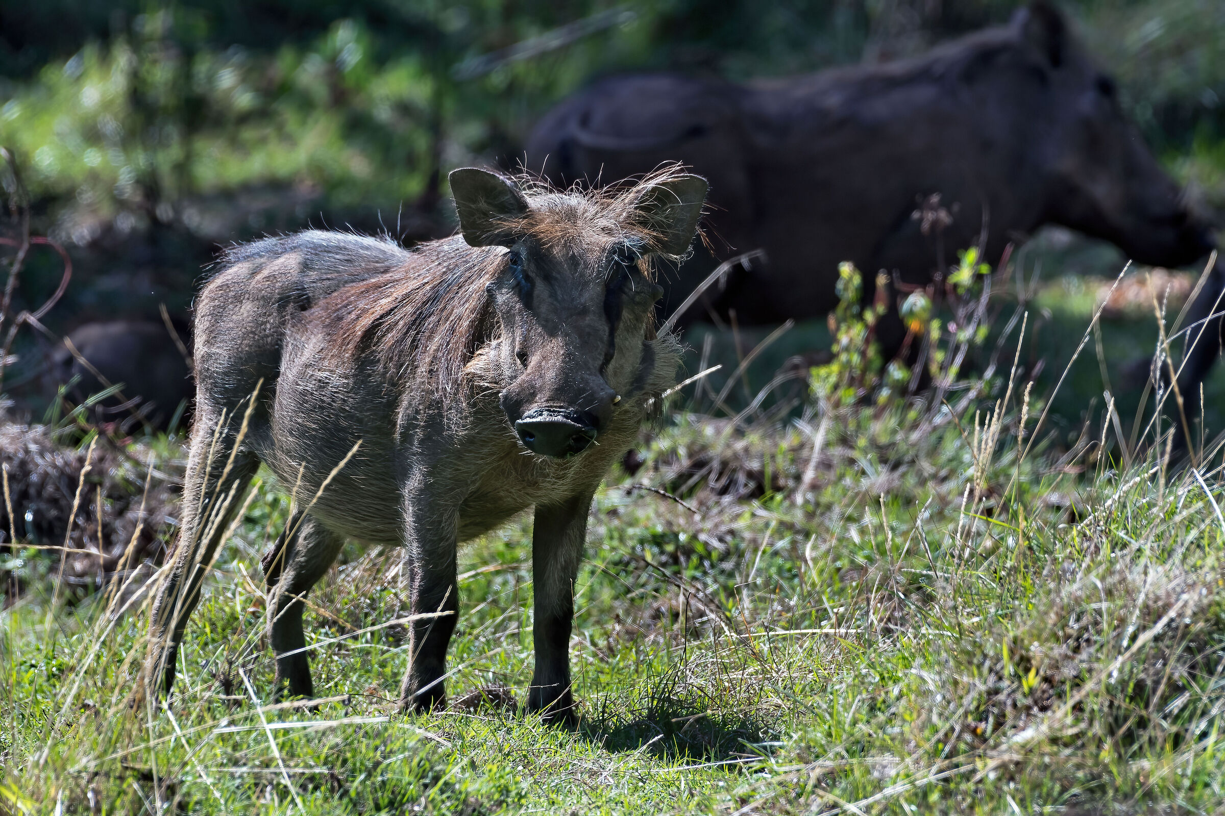 Facocero (Phacochoerus aethiopicus)
