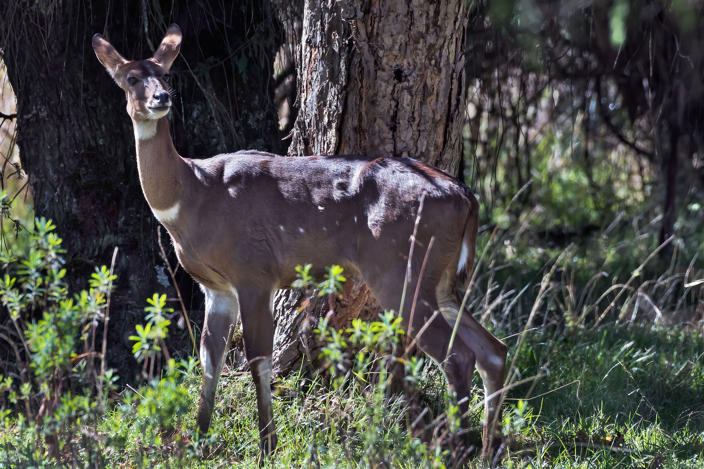 Nyala di montagna (Tragelaphus buxtoni) femmina