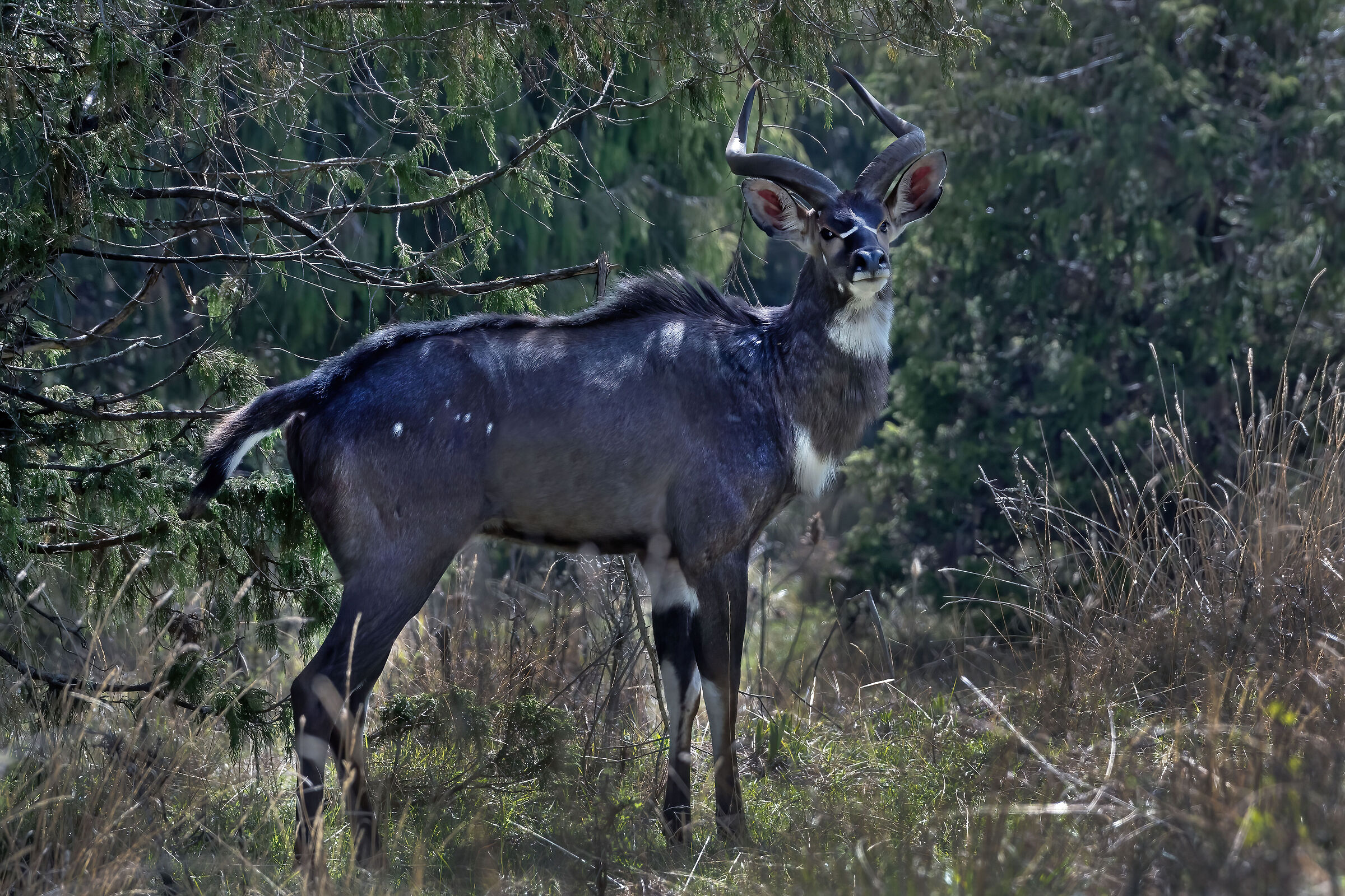 Nyala di montagna (Tragelaphus buxtoni) maschio