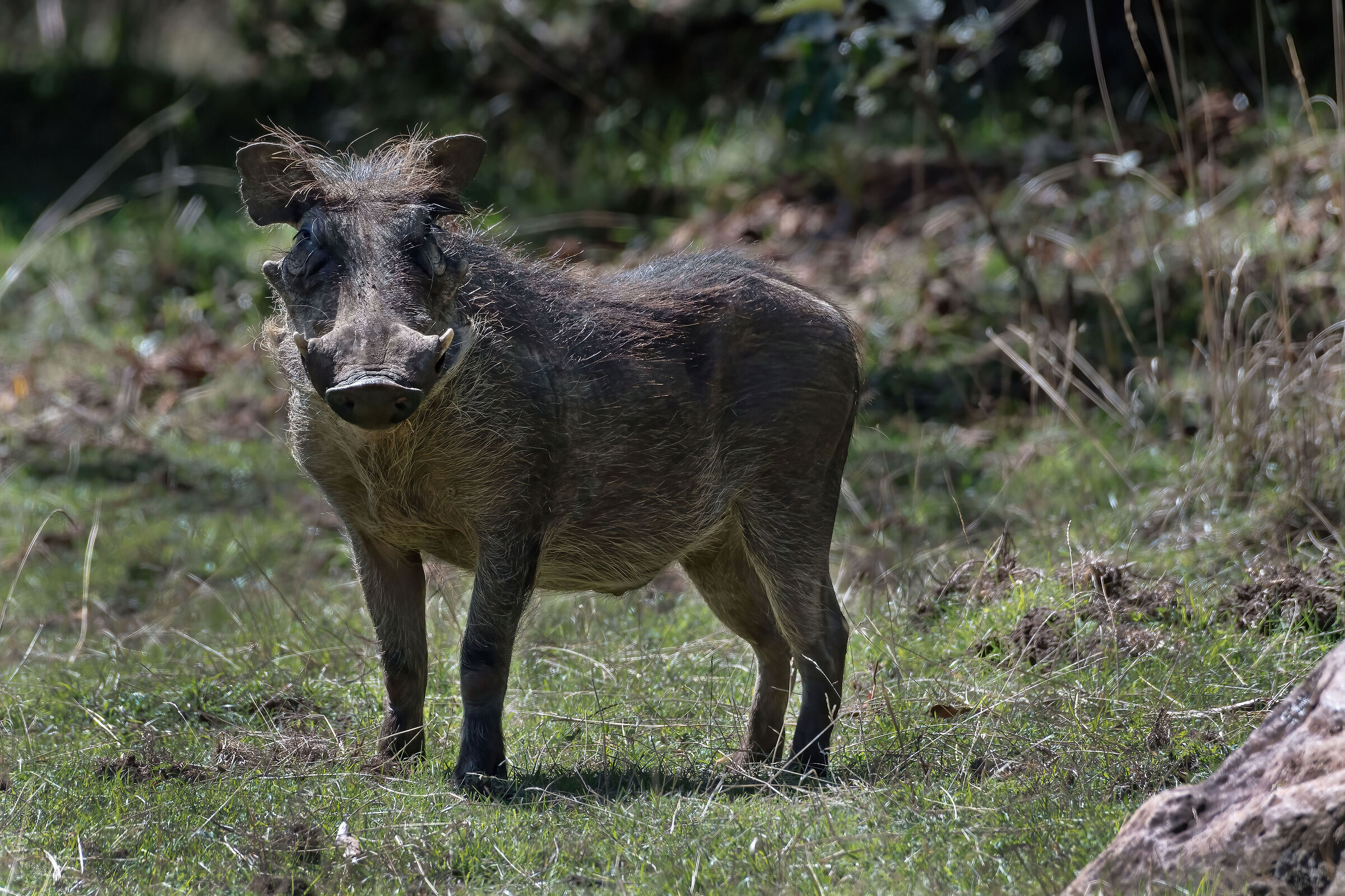 Facocero (Phacochoerus aethiopicus)