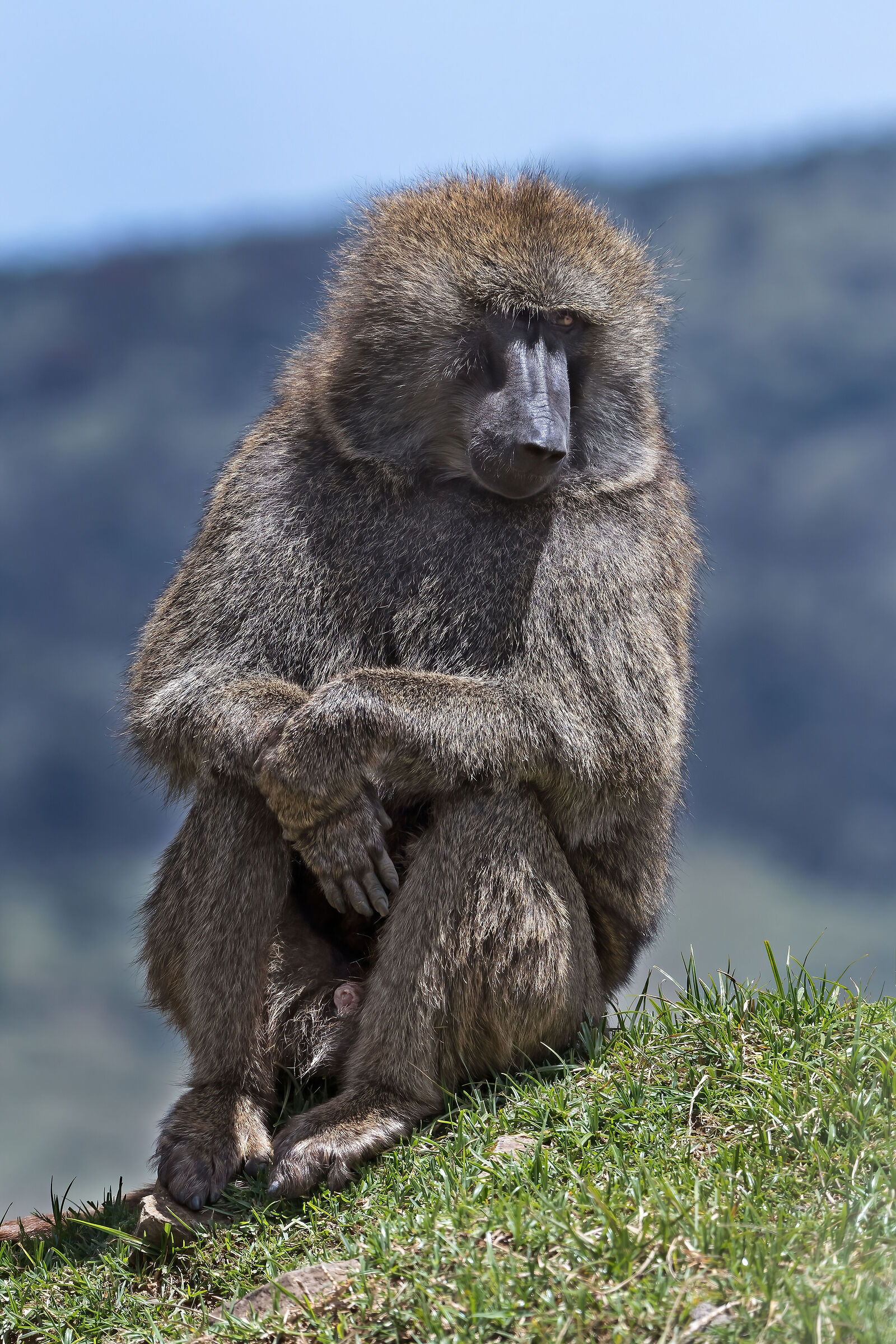 Babbuino anubino (Papio anubis)