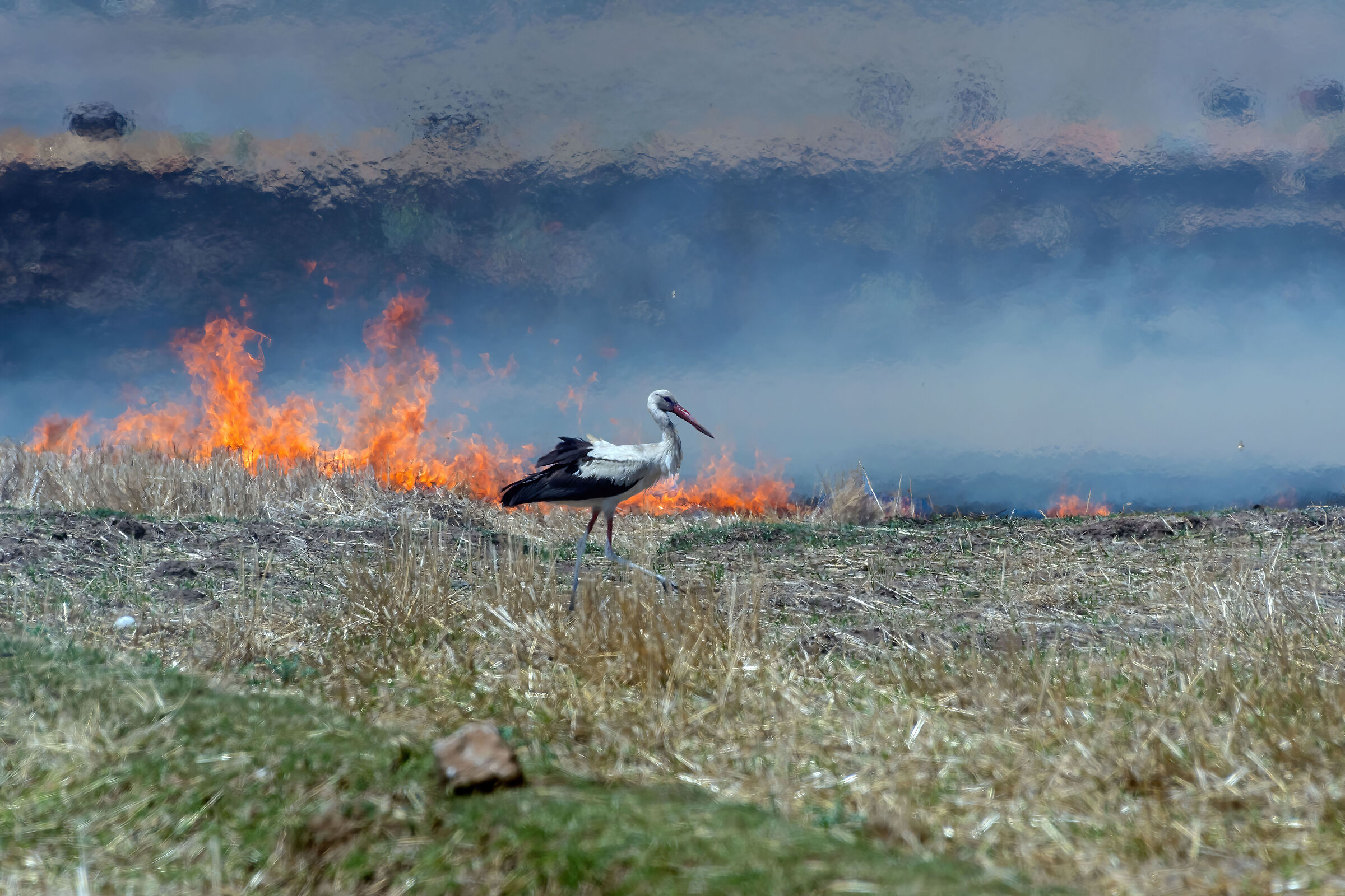 Cicogna bianca (Ciconia ciconia)