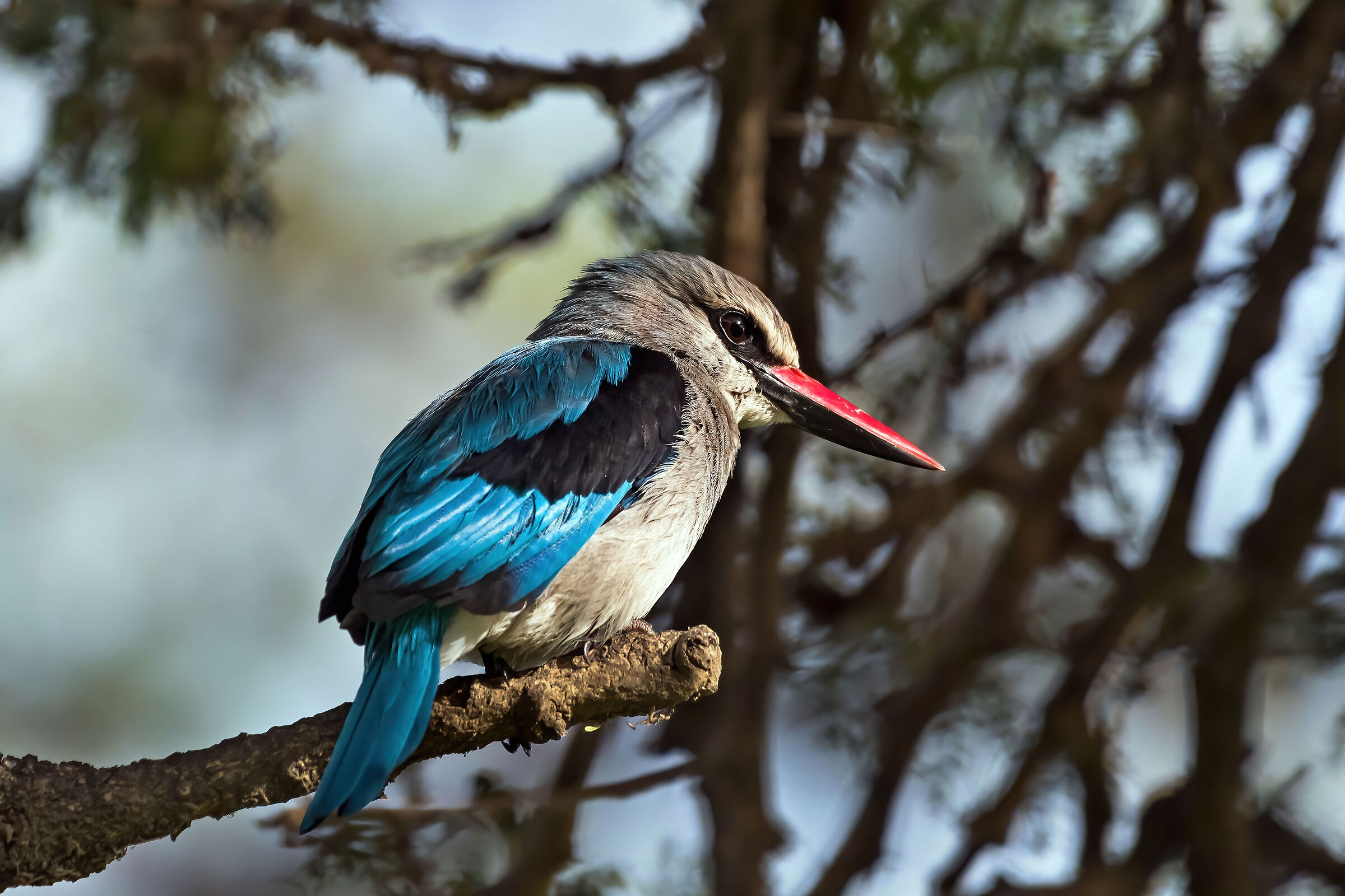 Martin pescatore di bosco (Alcyon senegalensis)