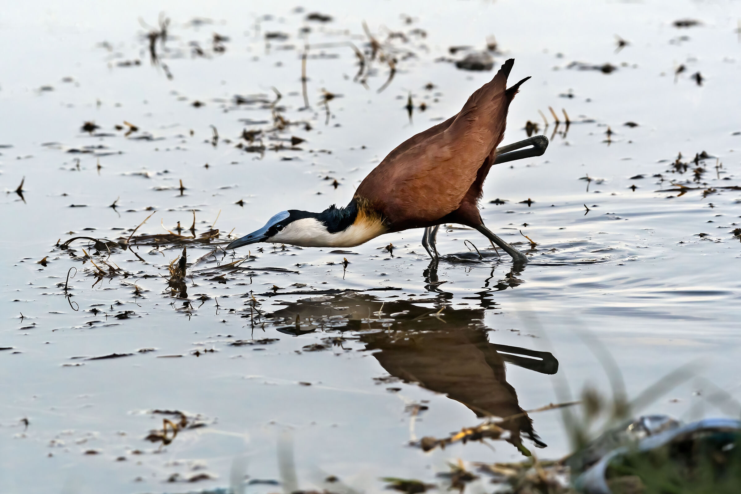 Jacana (Actophilornis africanus)