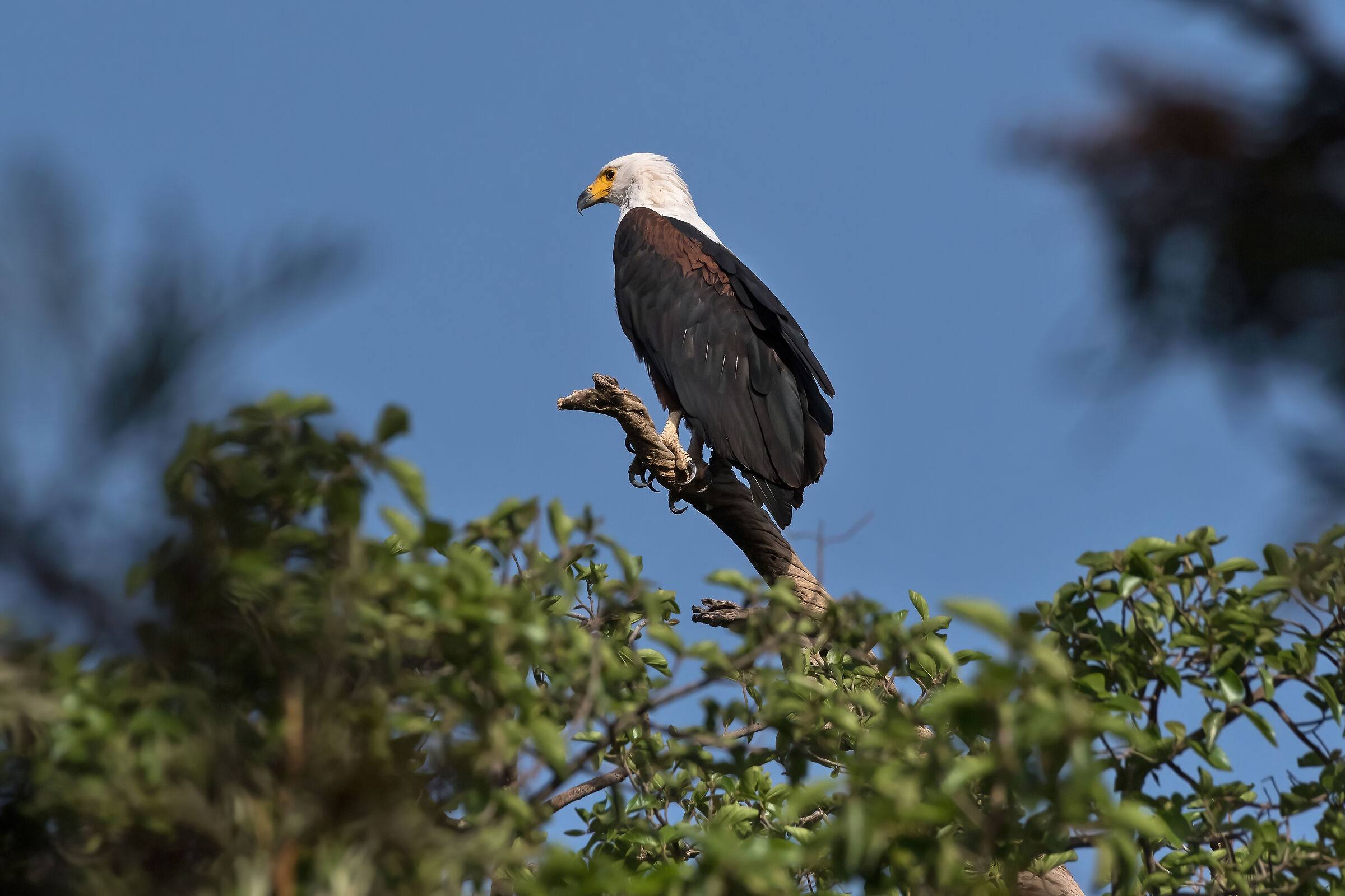 Aquila pescatrice africana (Haliaeetus vocifer)