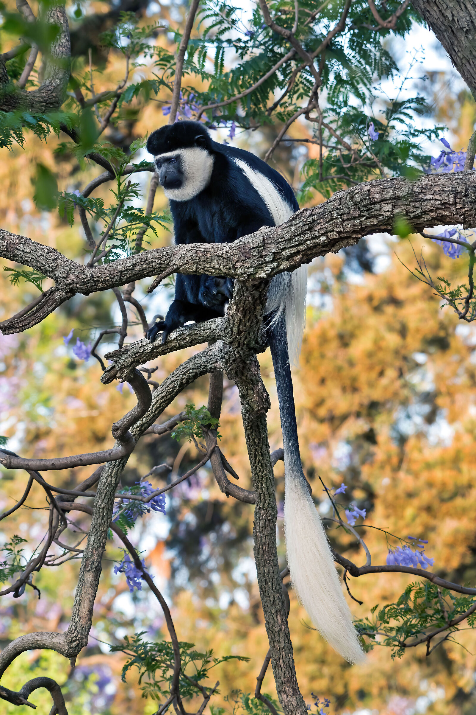Guereza bianco e nero (Colobus guereza)