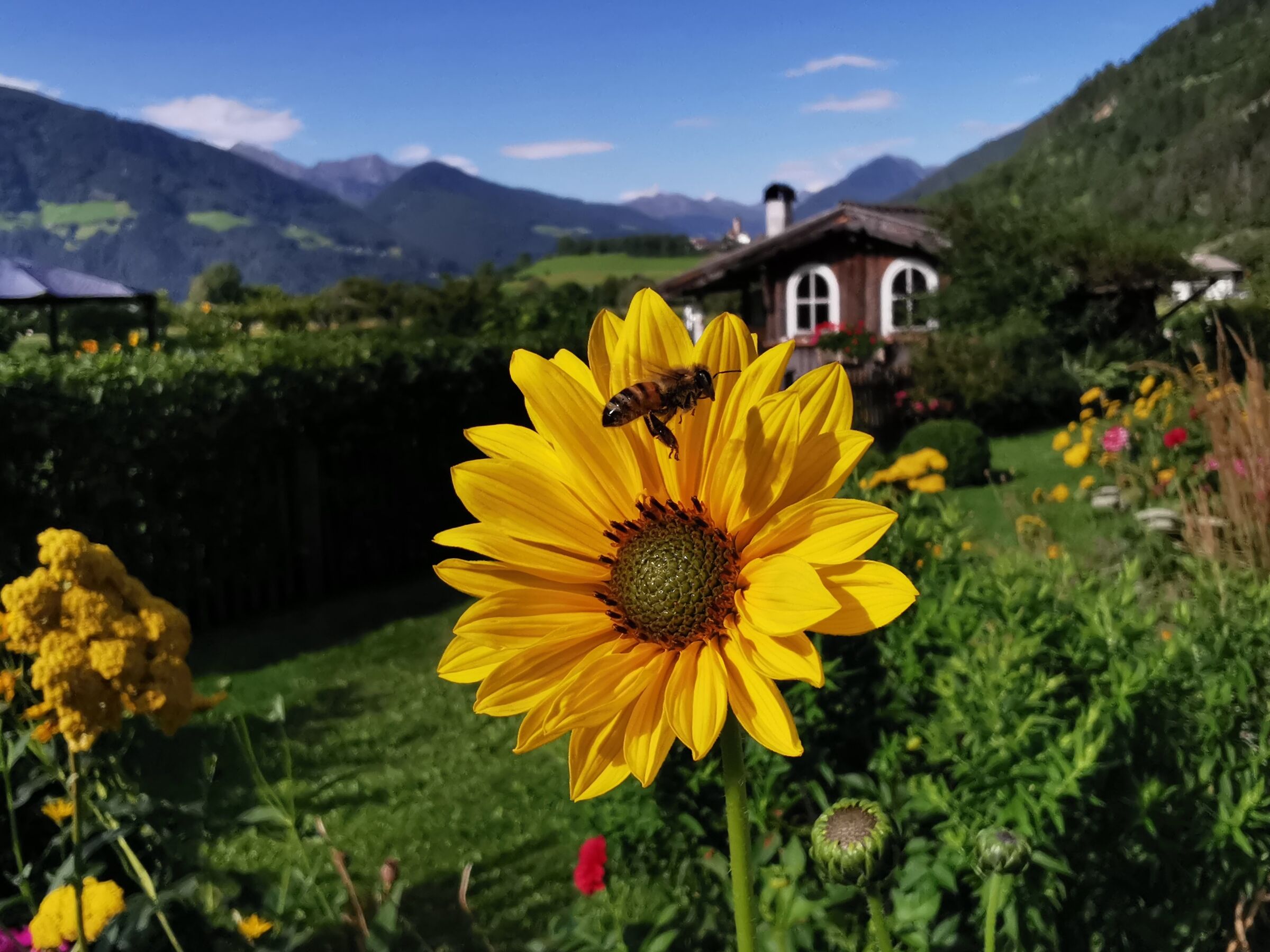 Ape Girasole and Val di Vizze