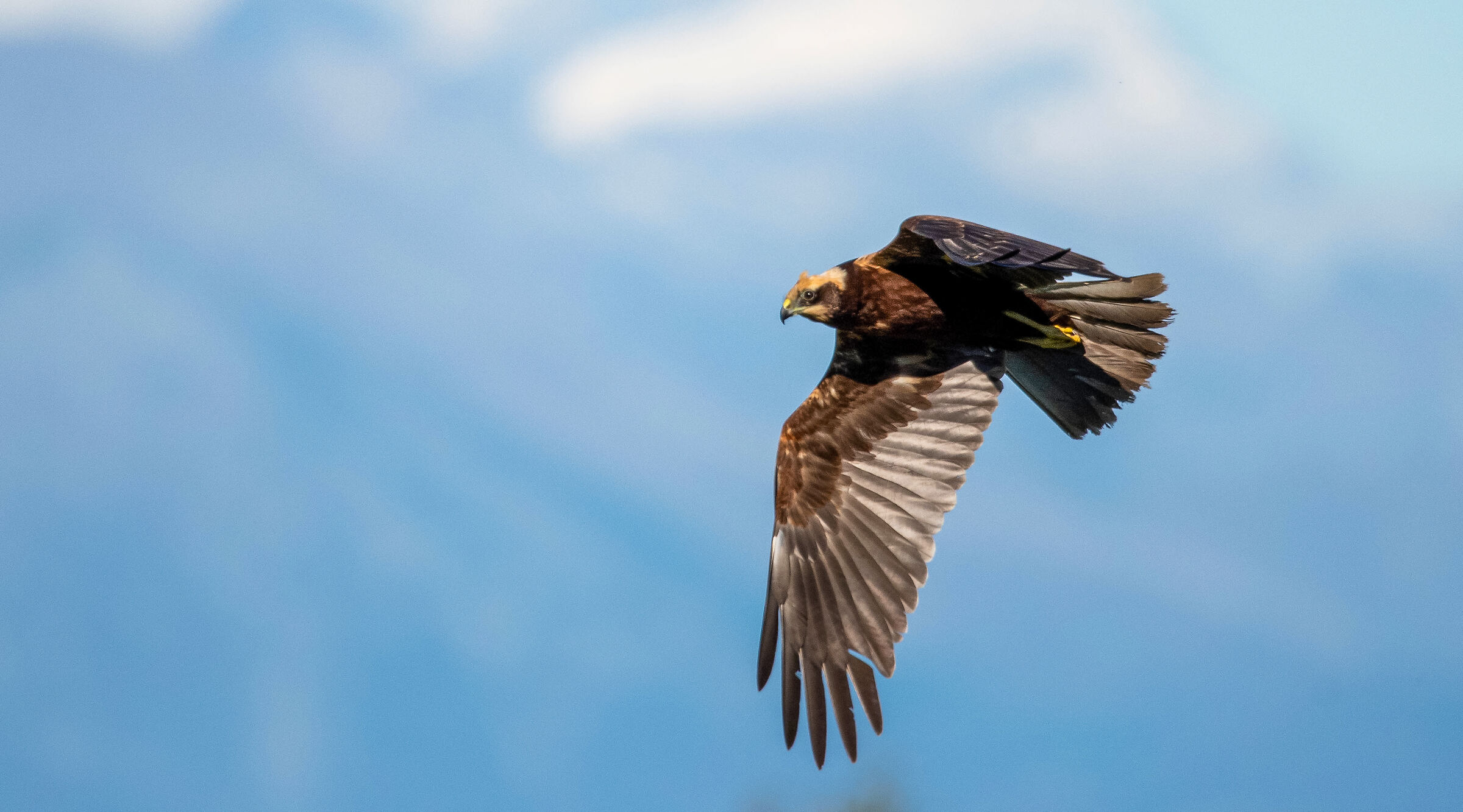 Falco di palude
