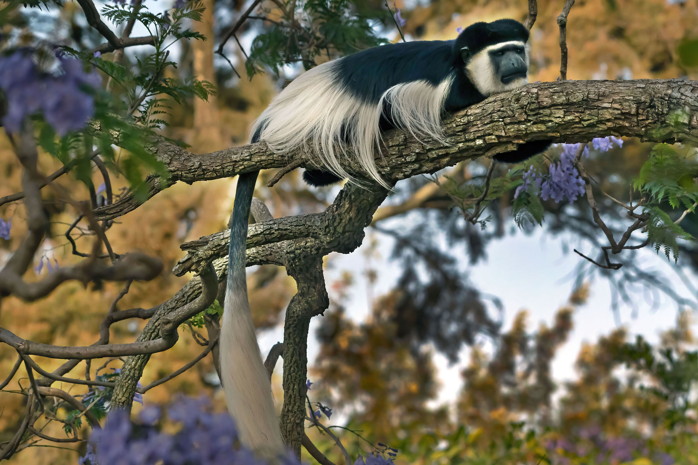 Guereza bianco e nero (Colobus guereza)
