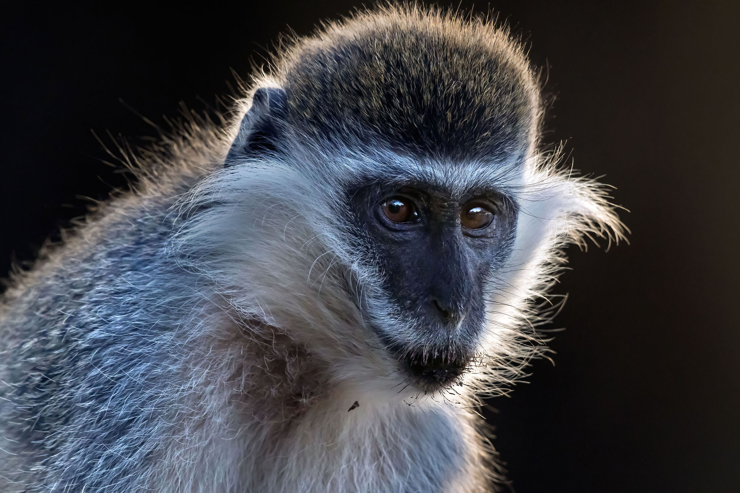 Cercopiteco grigio-verde (Chlorocebus aethiops)