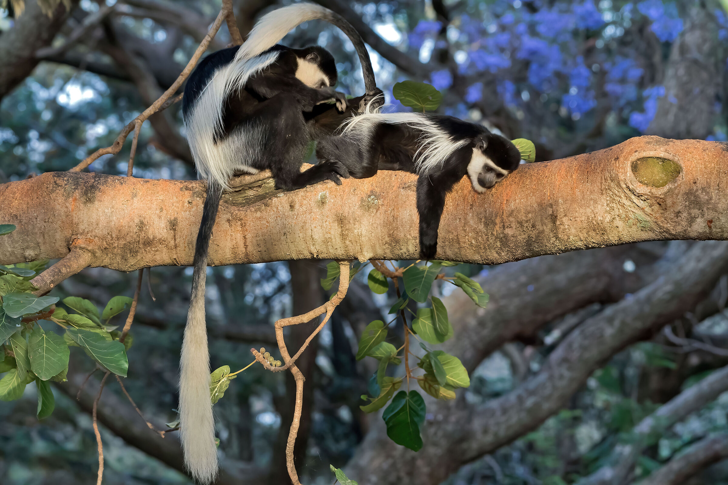 Guereza bianco-neri (Colobus guereza)