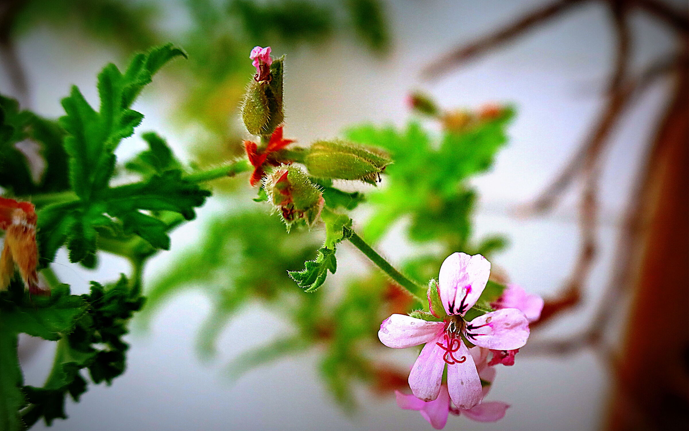 Citronella flowers