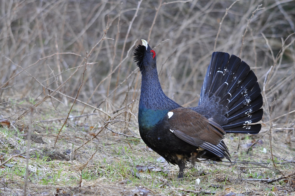 Tetrao Urogallus