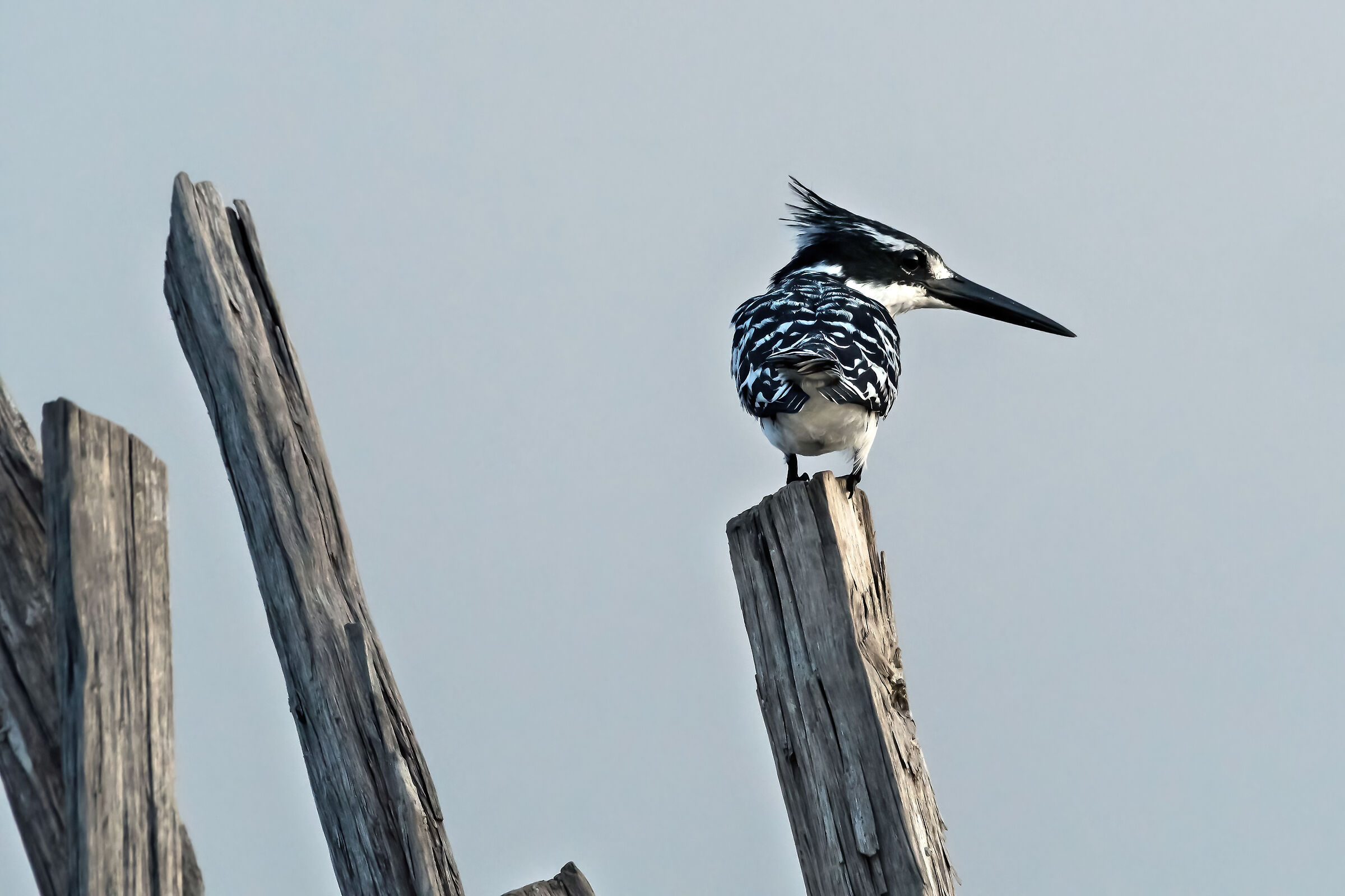 Martin pescatore bianco e nero (Ceryle rudis)