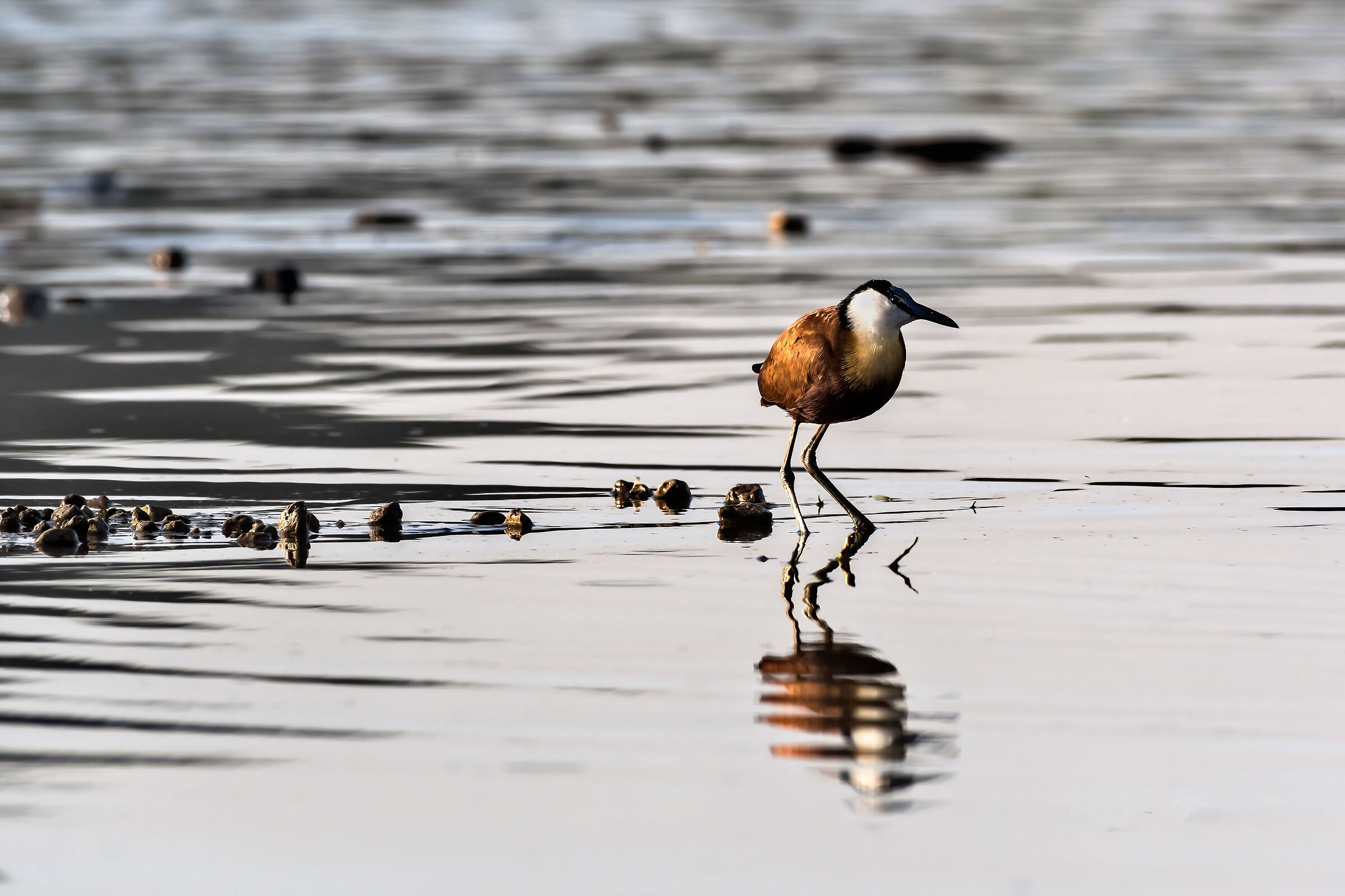 Jacana (Actophilornis africanus)