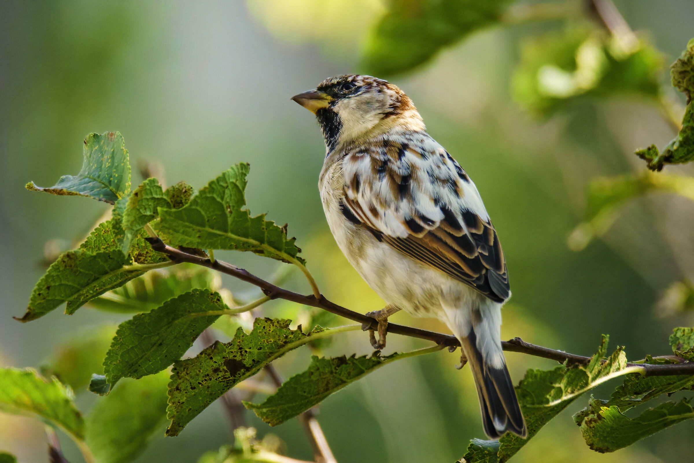 The albino sparrow (almost)
