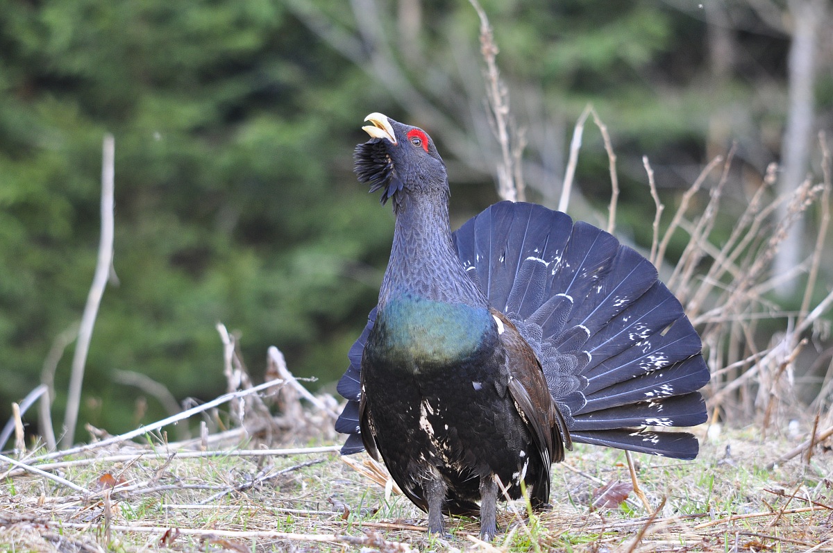 Tetrao Urogallus