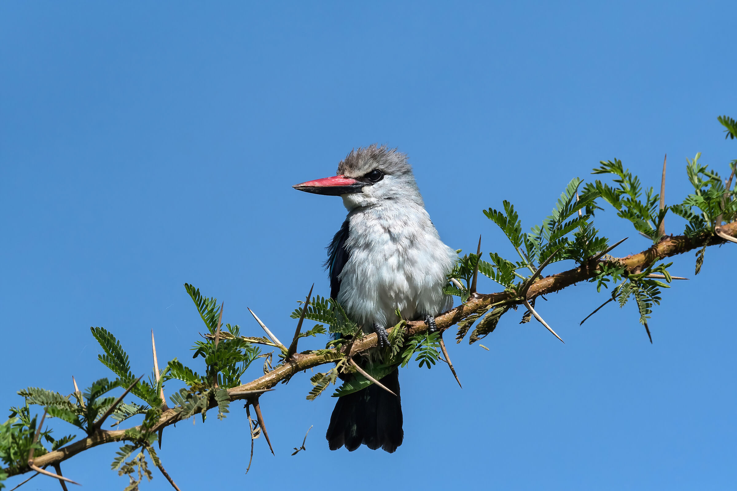 Martin pescatore di bosco (Alcyon senegalensis)