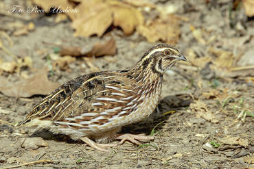 Coturnix coturnix
