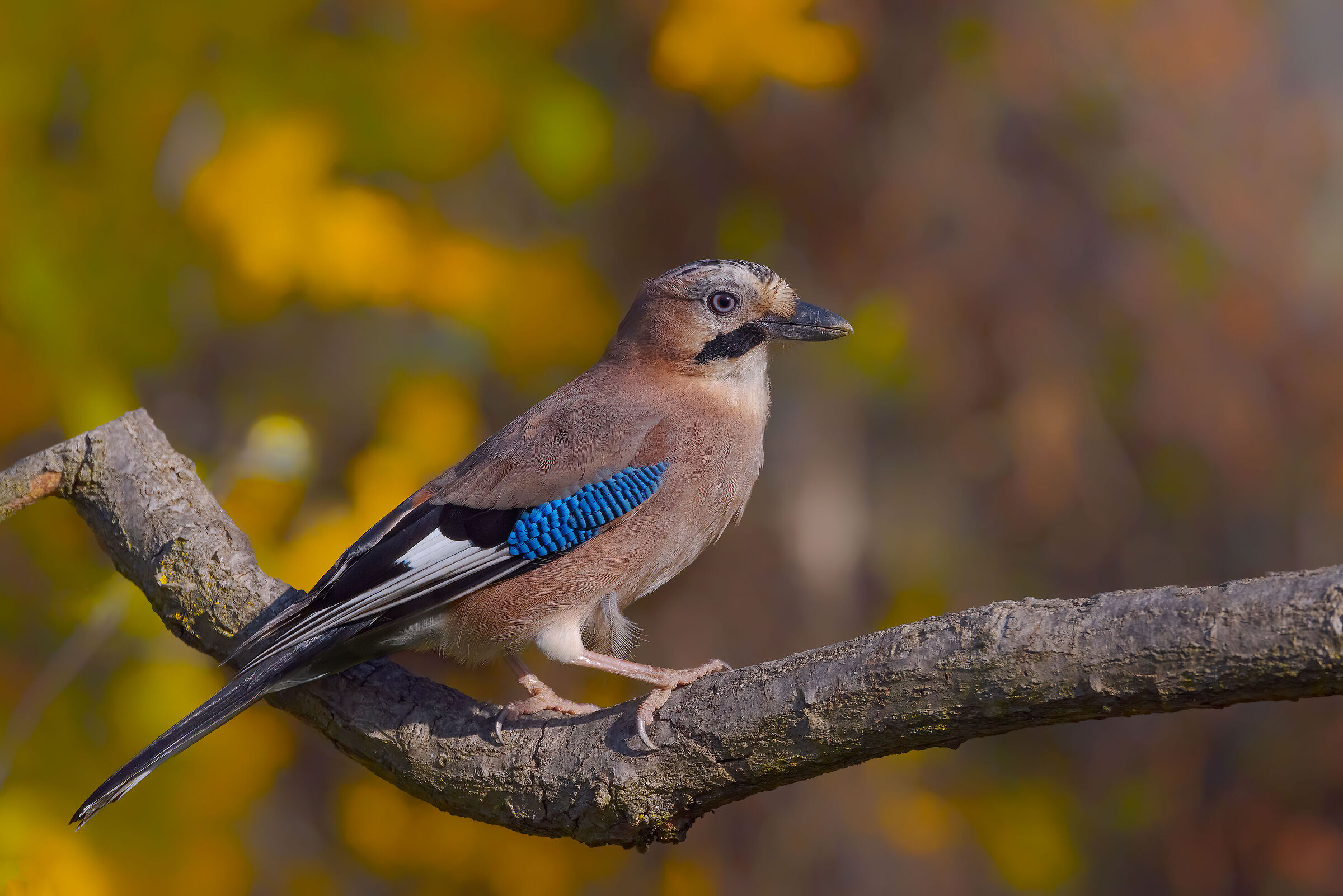 Ghiandaia (Garrulus glandarius)