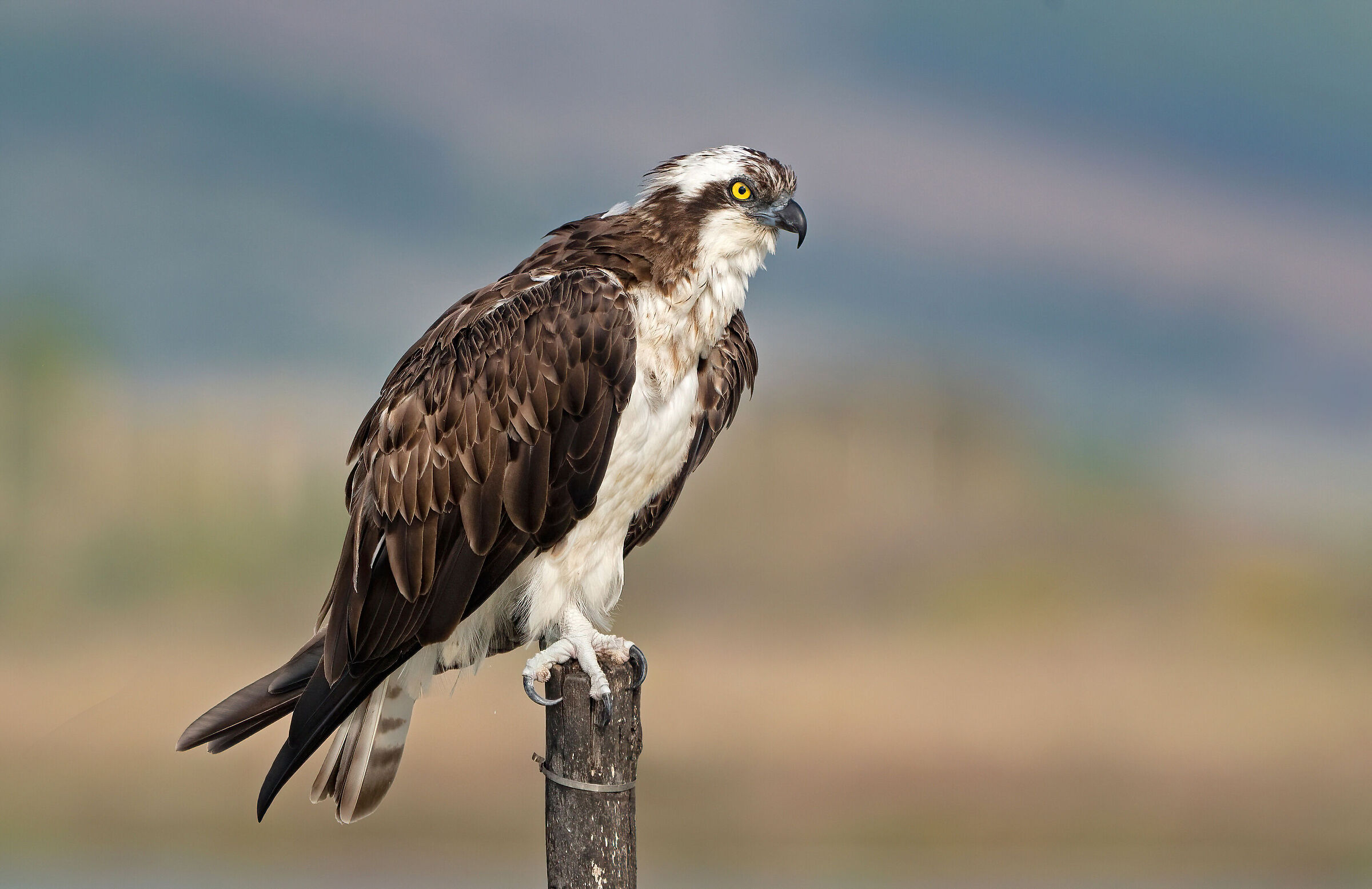 Falco pescatore