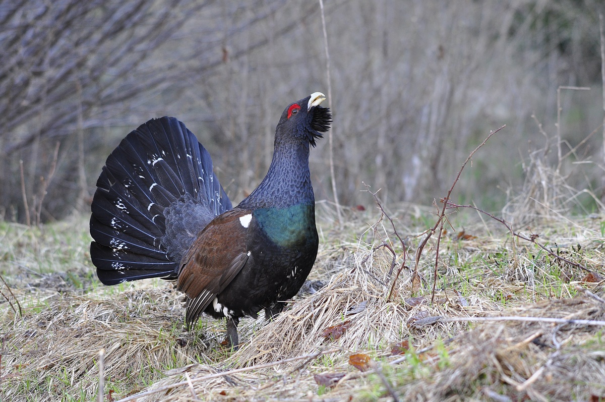 Tetrao Urogallus