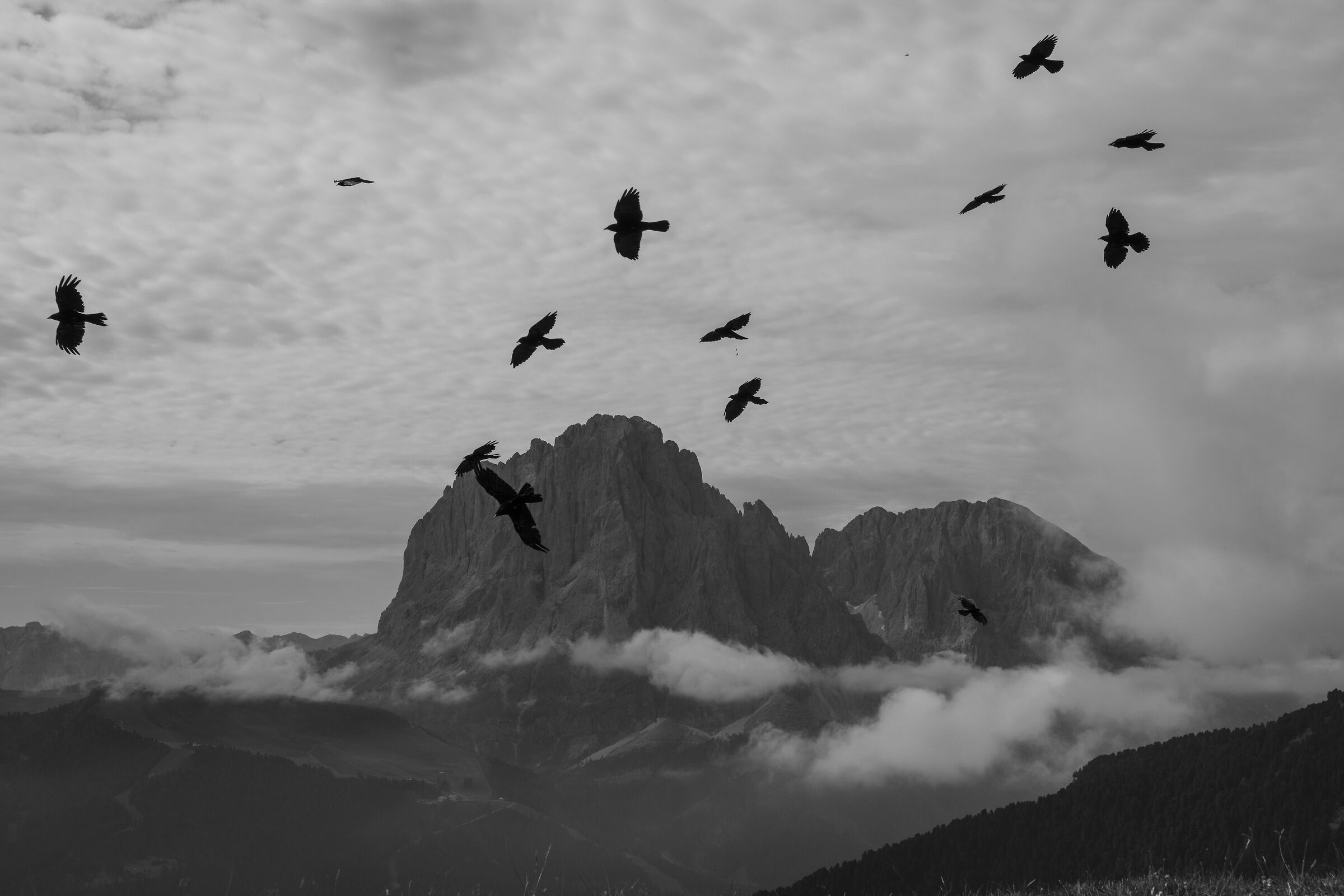 Crows, Sassolungo and Sassopiatto