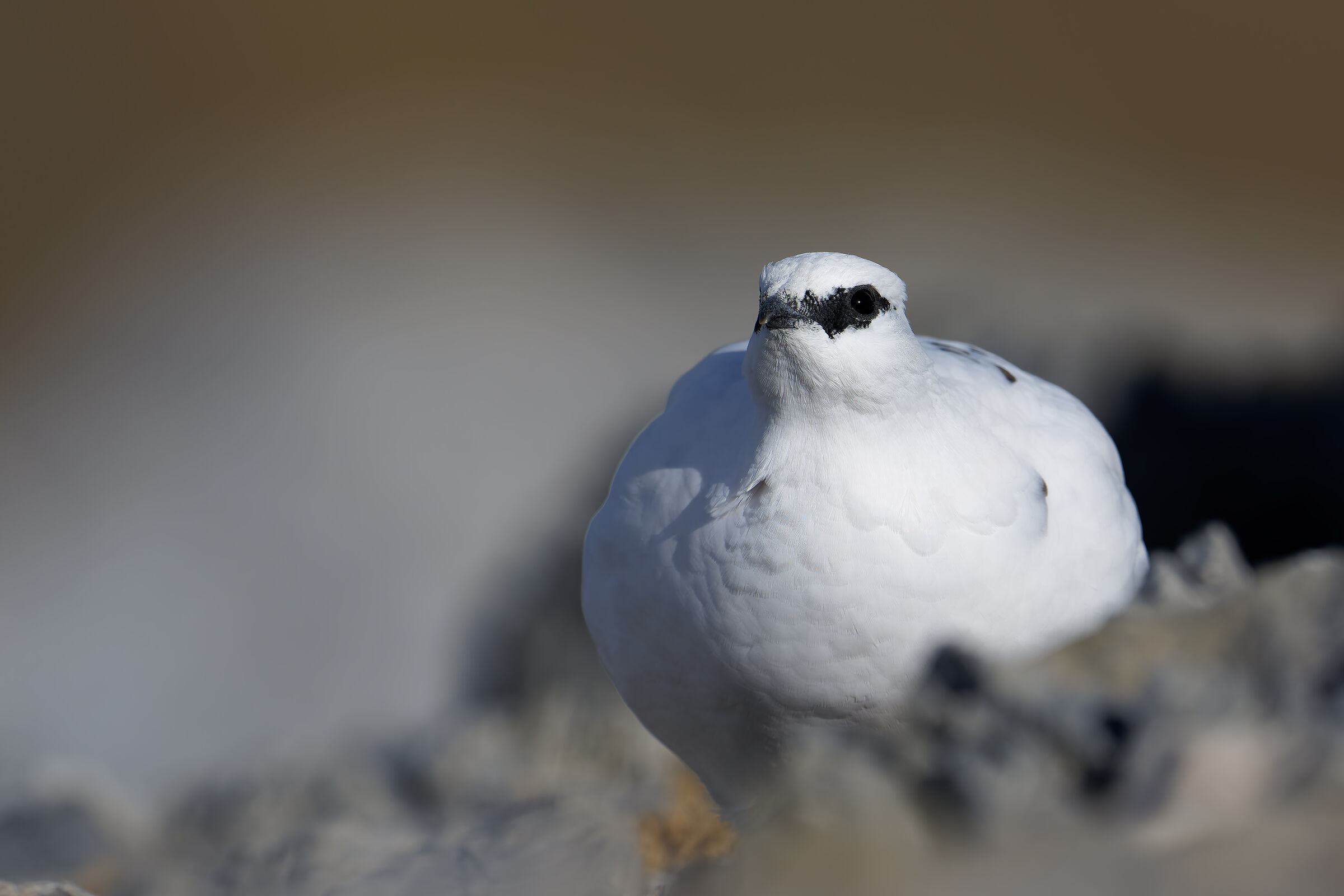 Ptarmigan