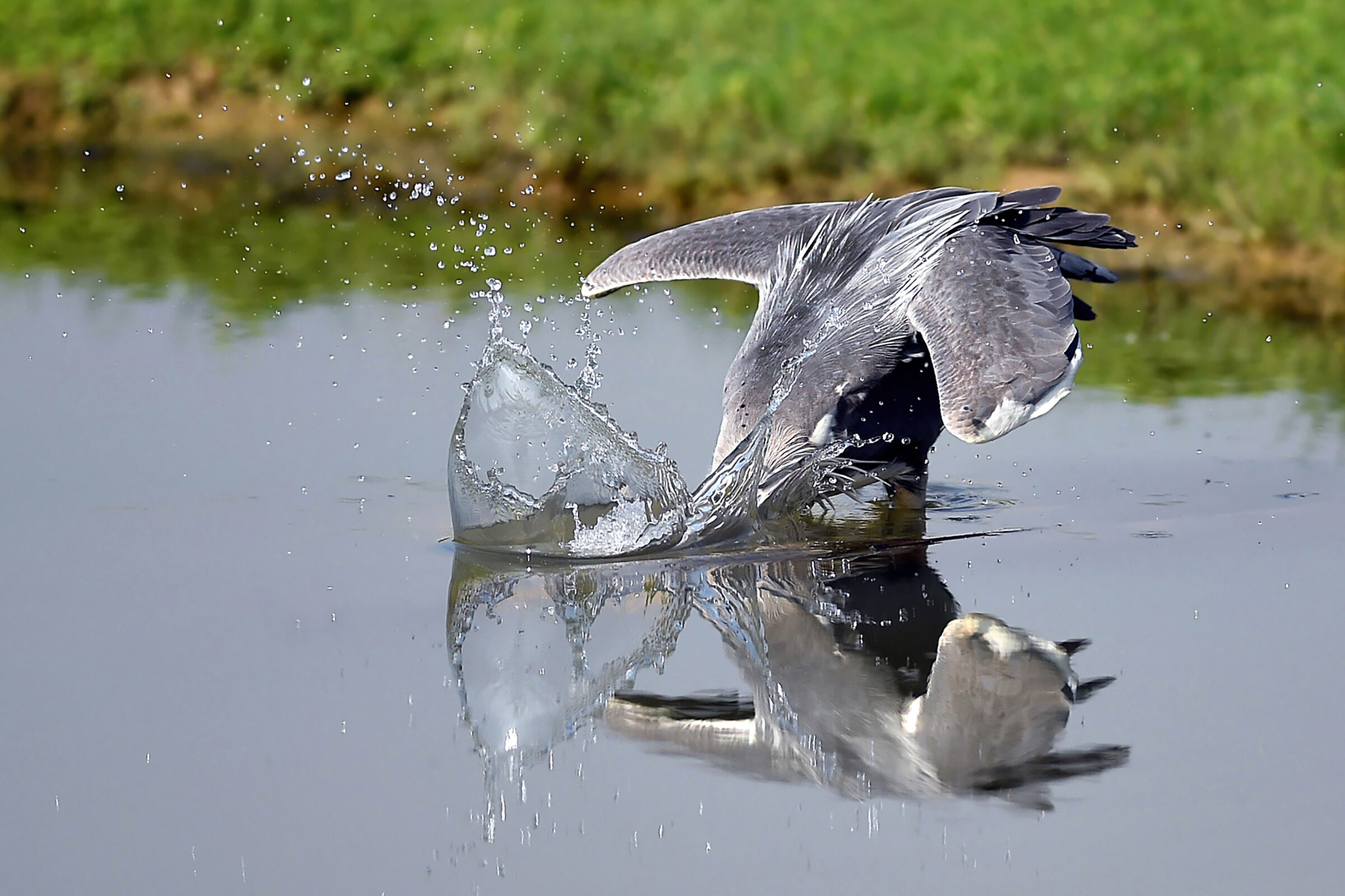 Splash...