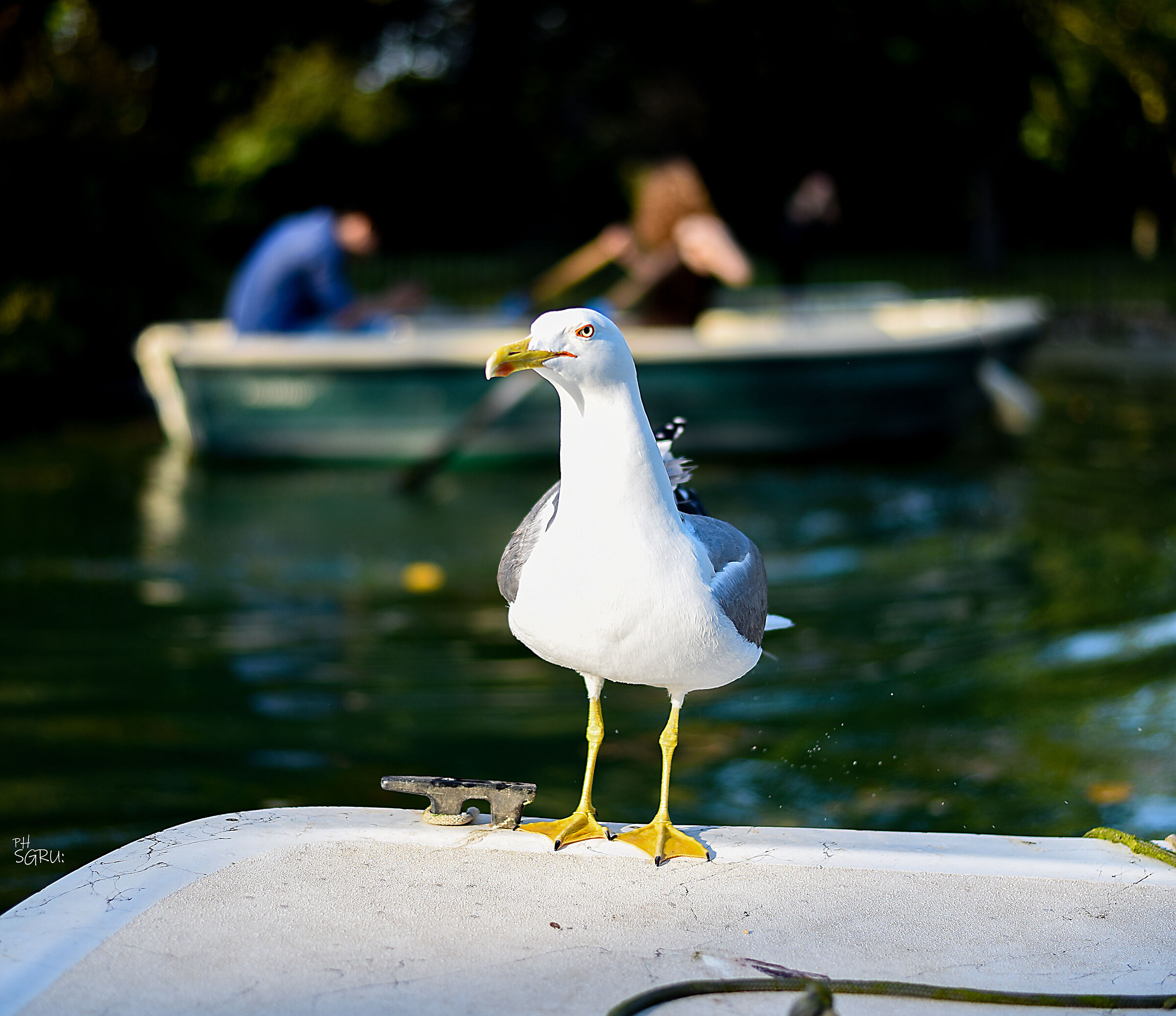 The cheeky food seeker