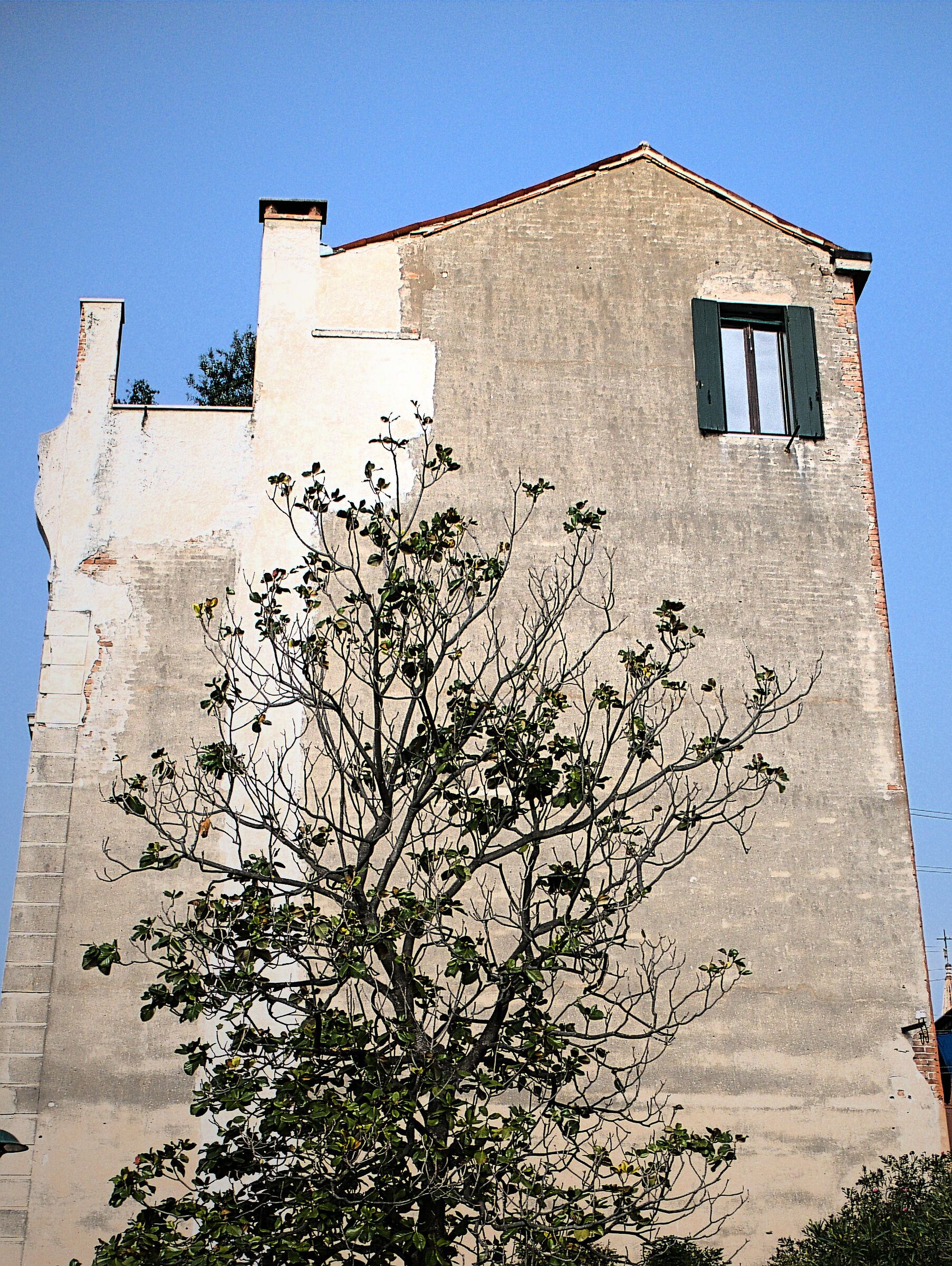 l'albero