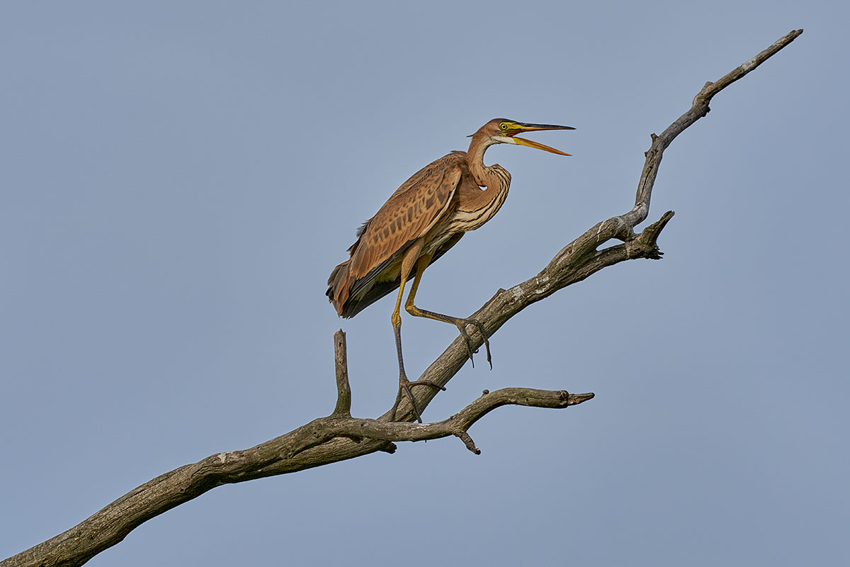 The purple heron
