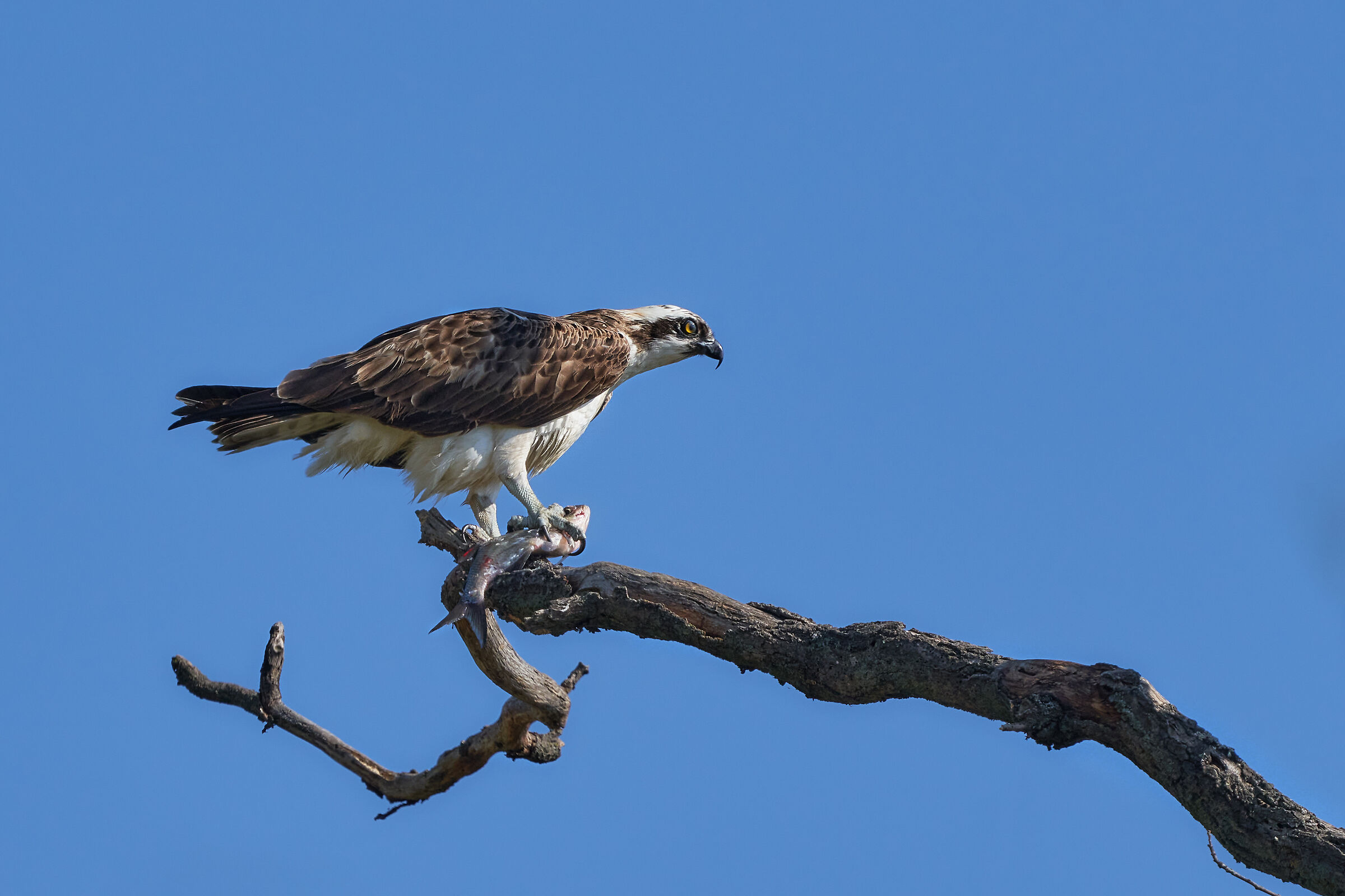 The osprey