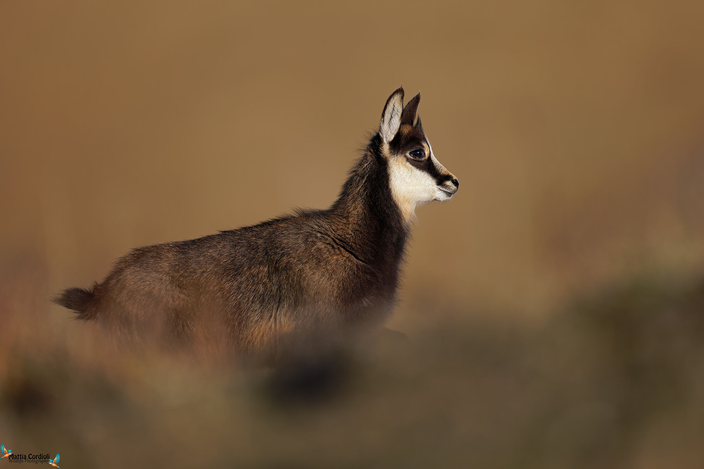 the little chamois