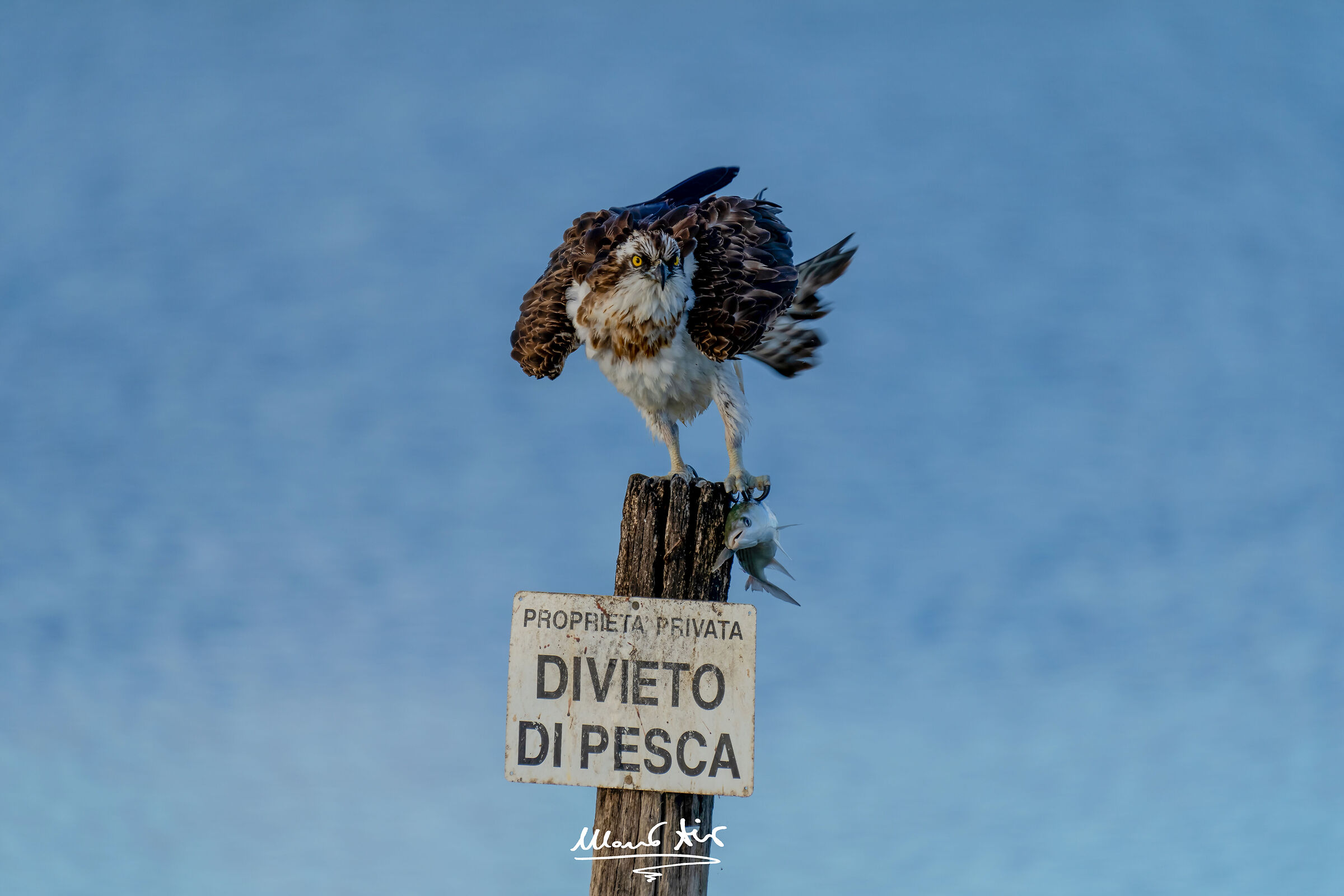 Falco pescatore