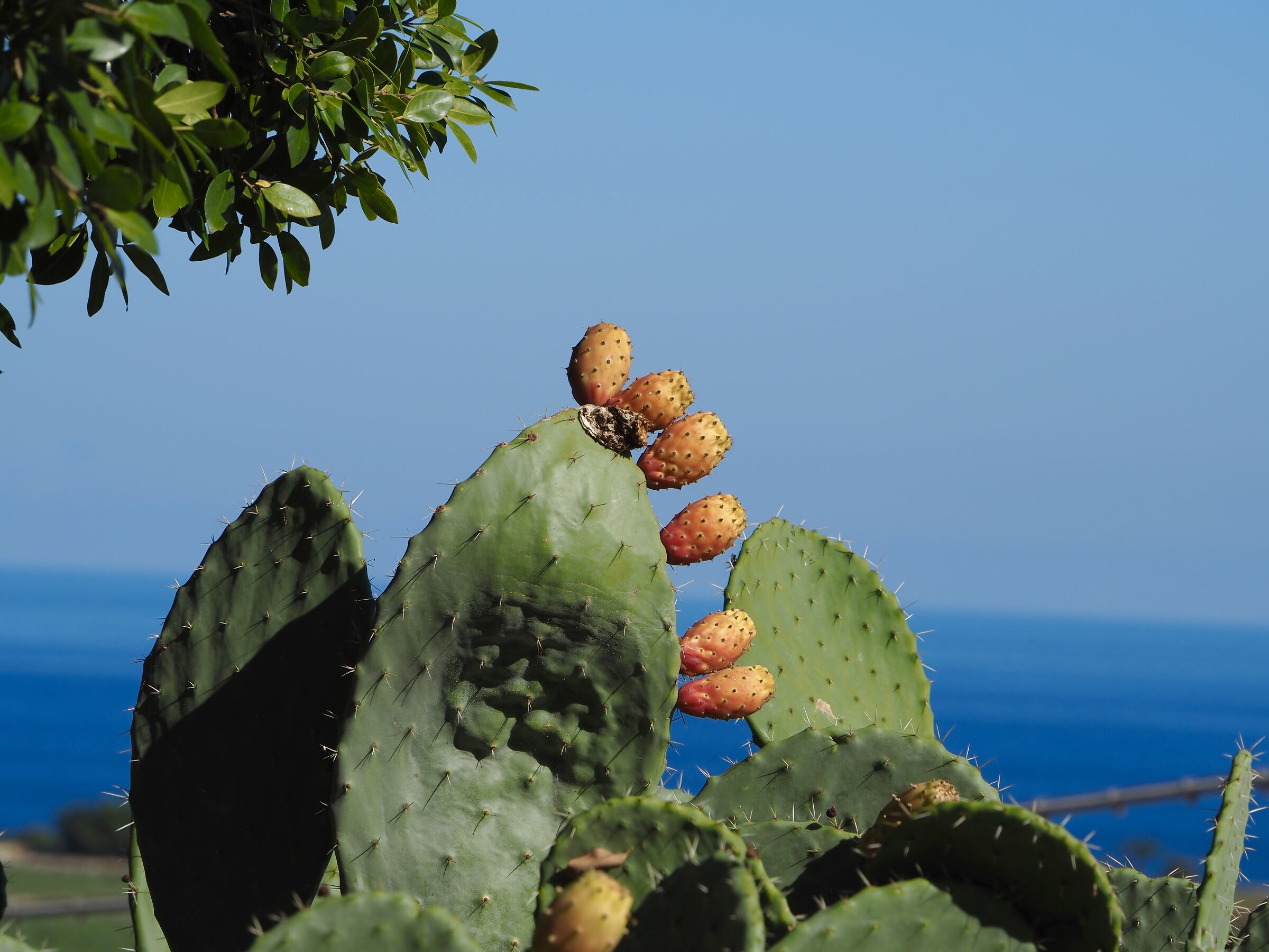 Prickly pears