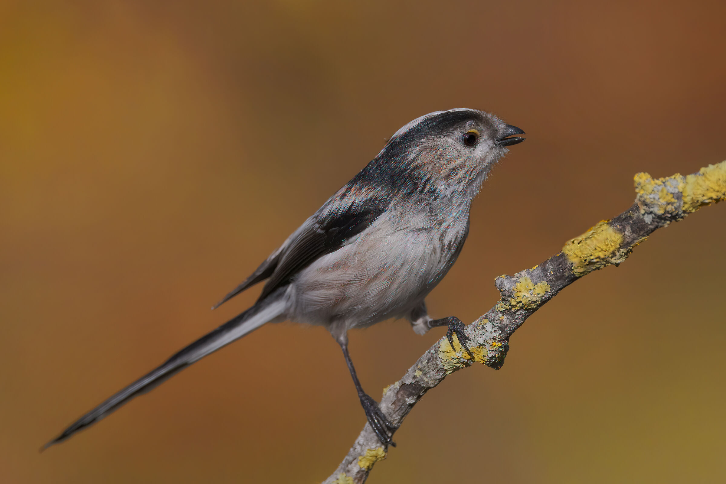 Codibùgnolo (Aegithalos caudatus)